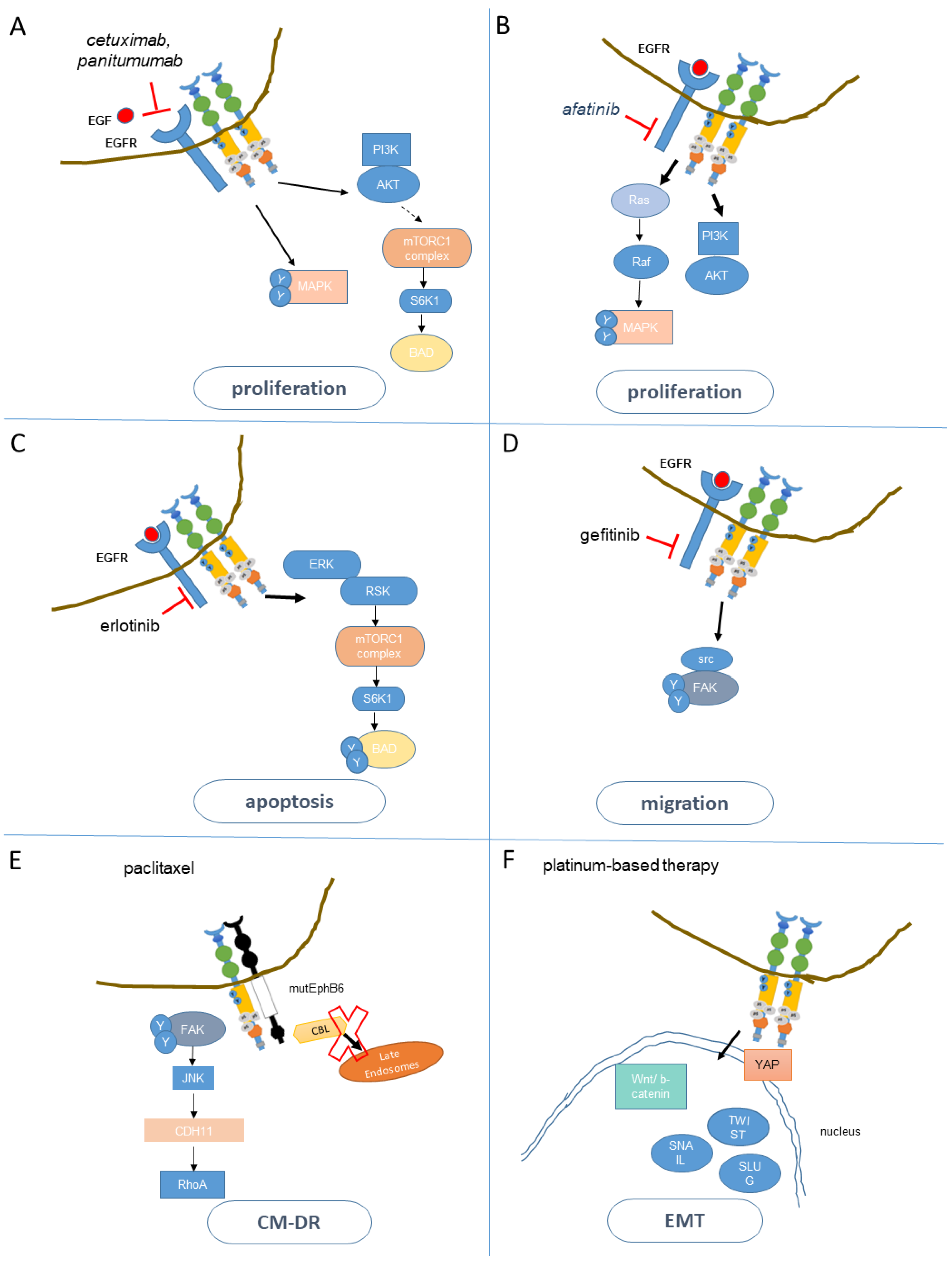 Cancers 13 00700 g003