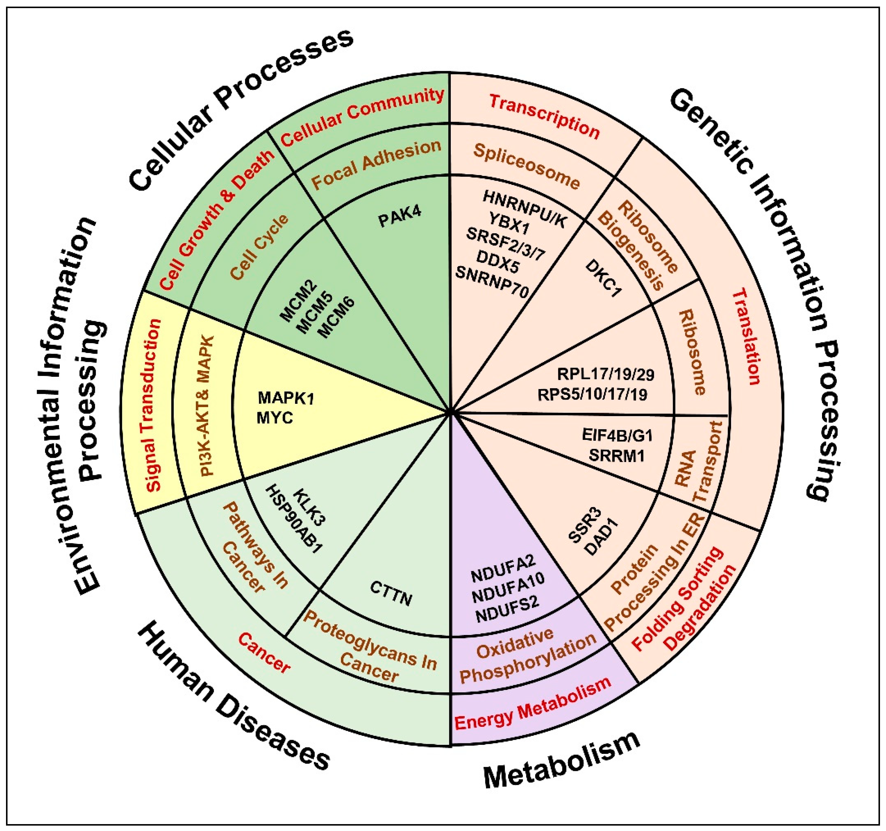 Cancers 13 00715 g007 Cancers 13 00715 g007