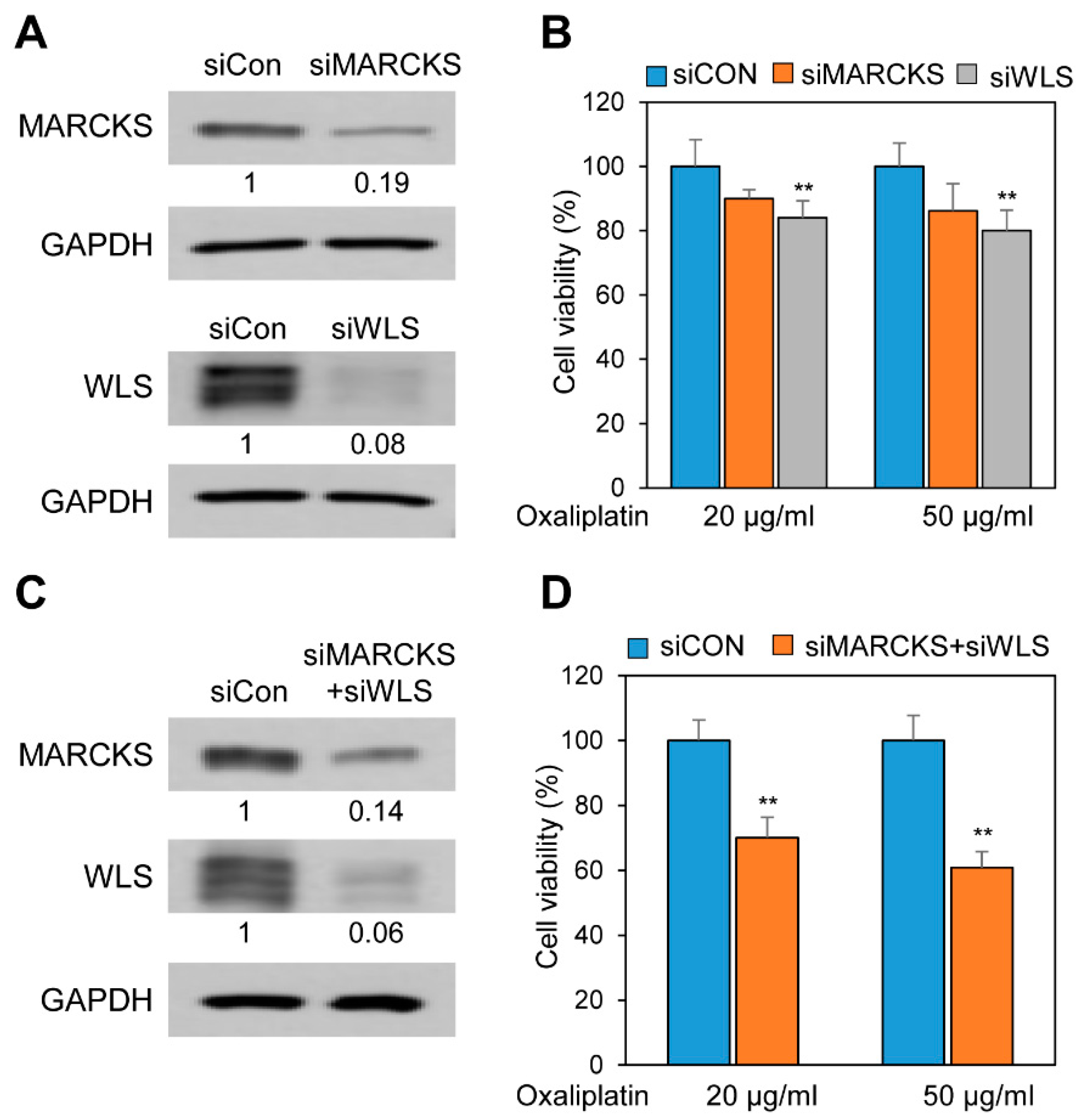 Cancers 13 00724 g007