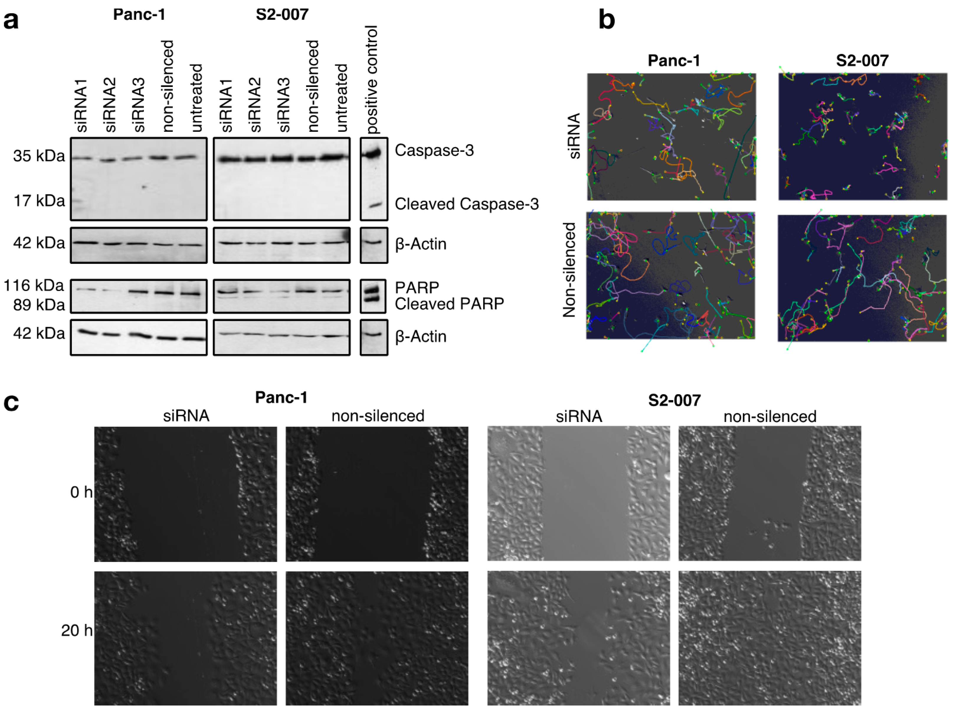 Cancers 13 00725 g002