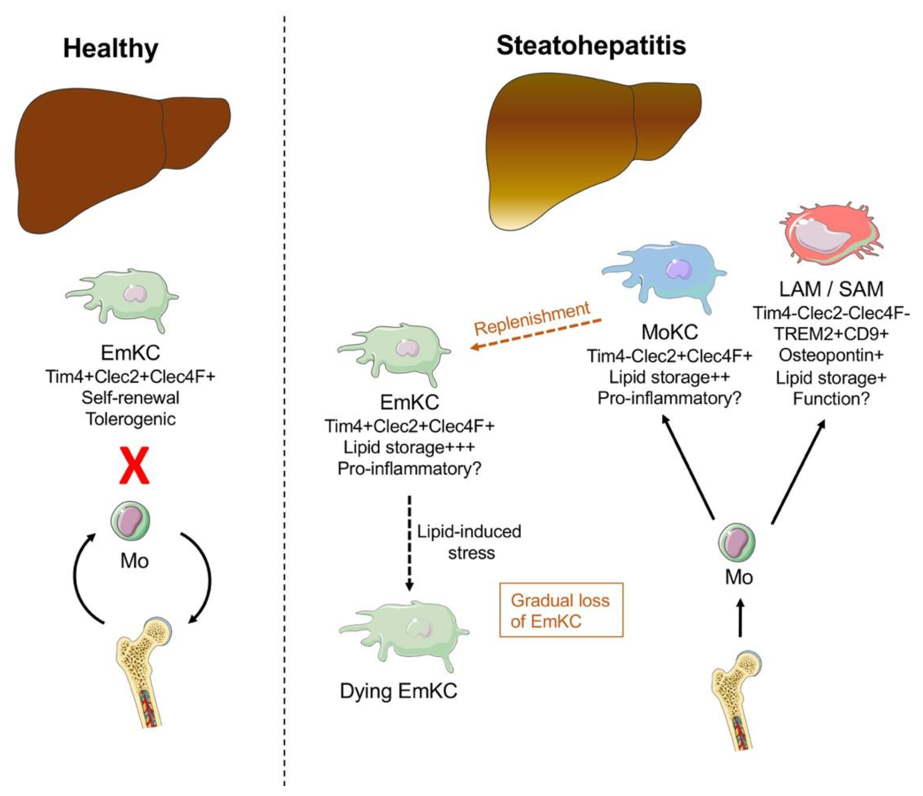 Cancers 13 00730 g001