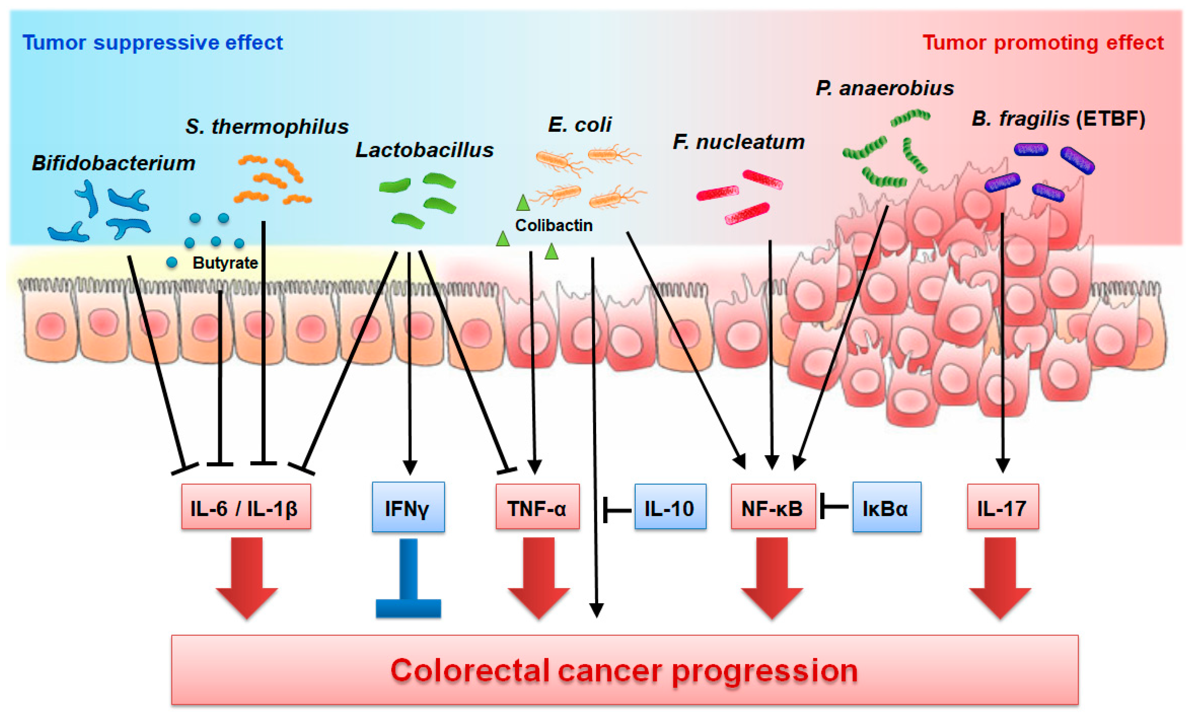 Cancers 13 00734 g001