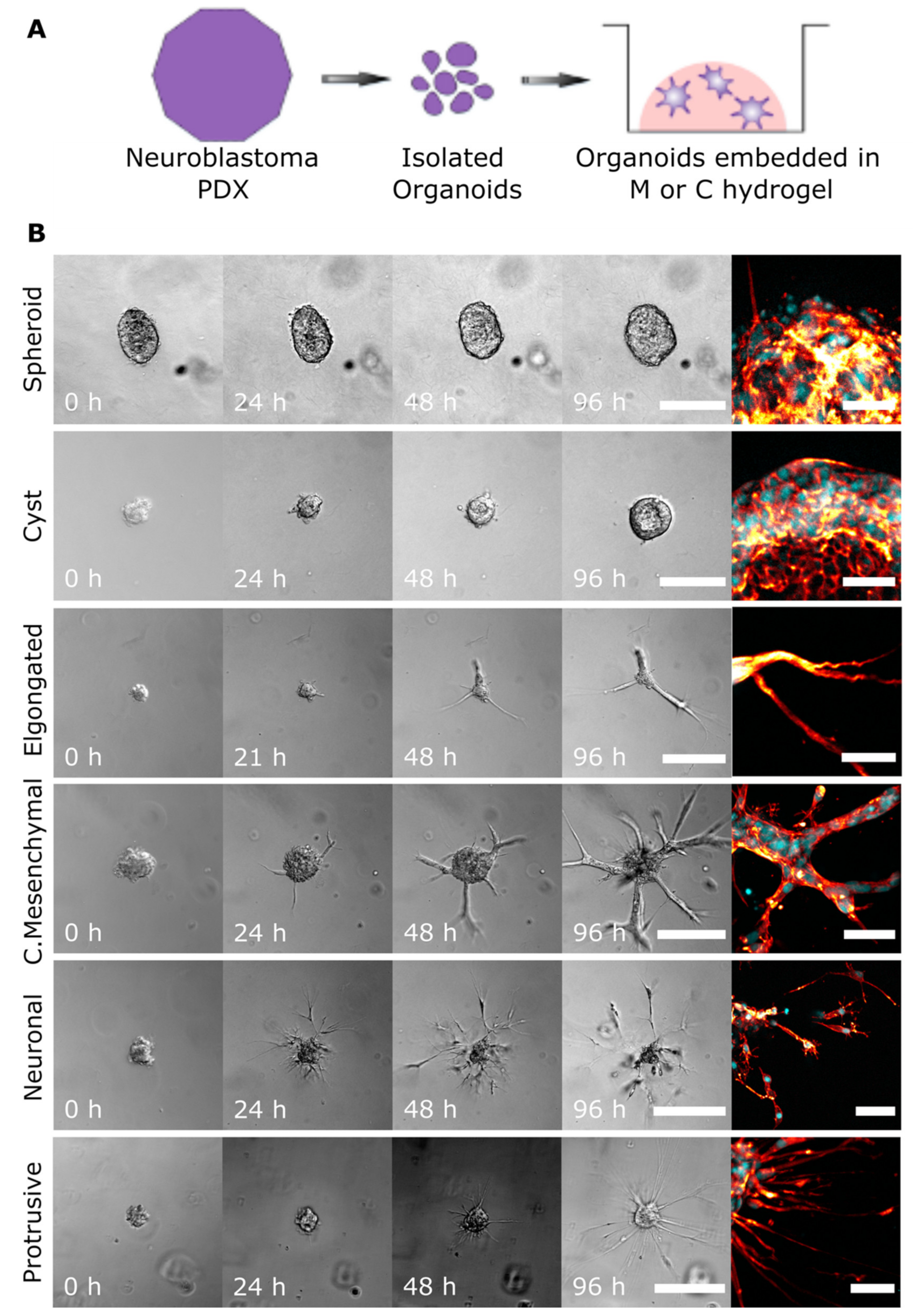 Cancers 13 00736 g001