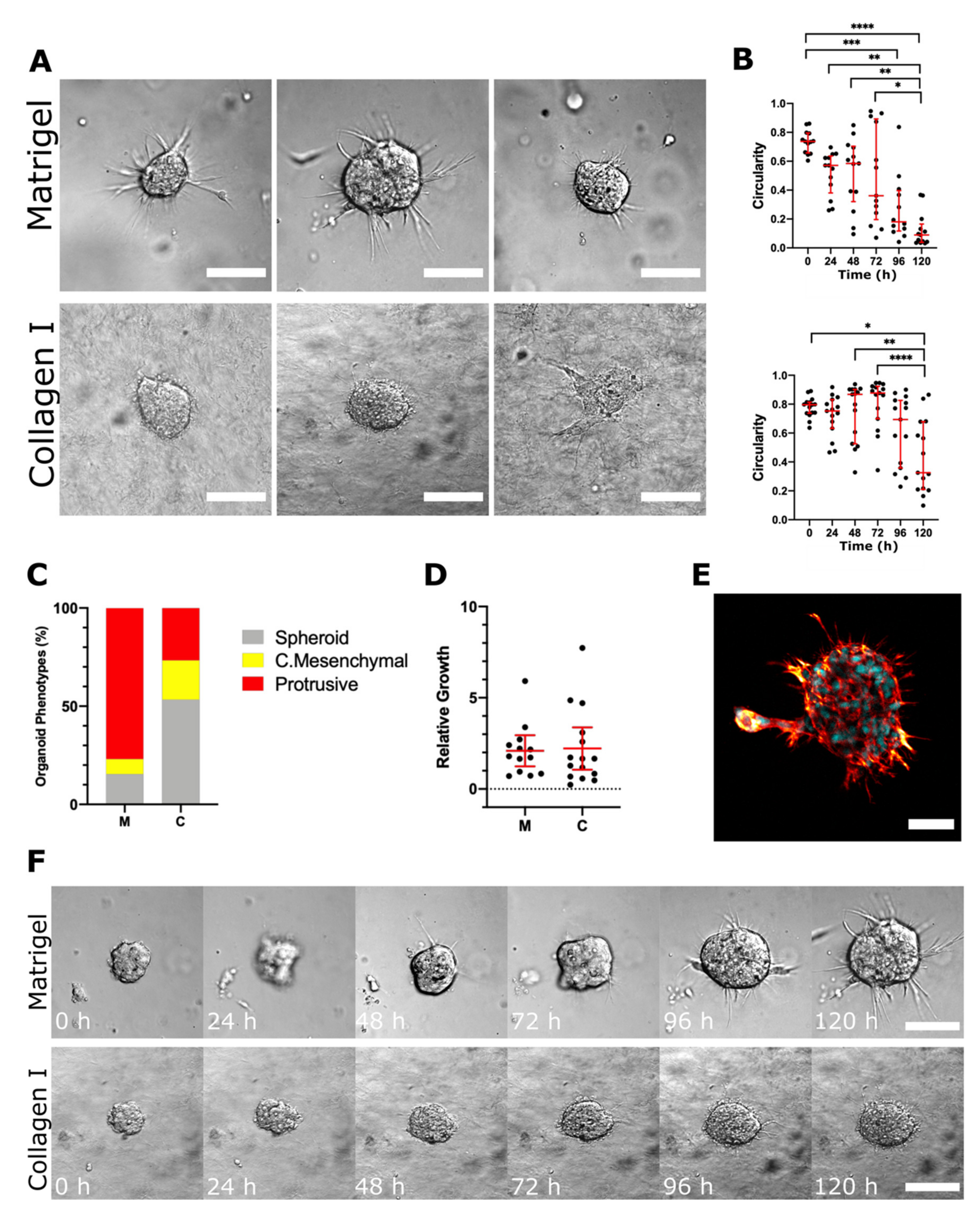 Cancers 13 00736 g006