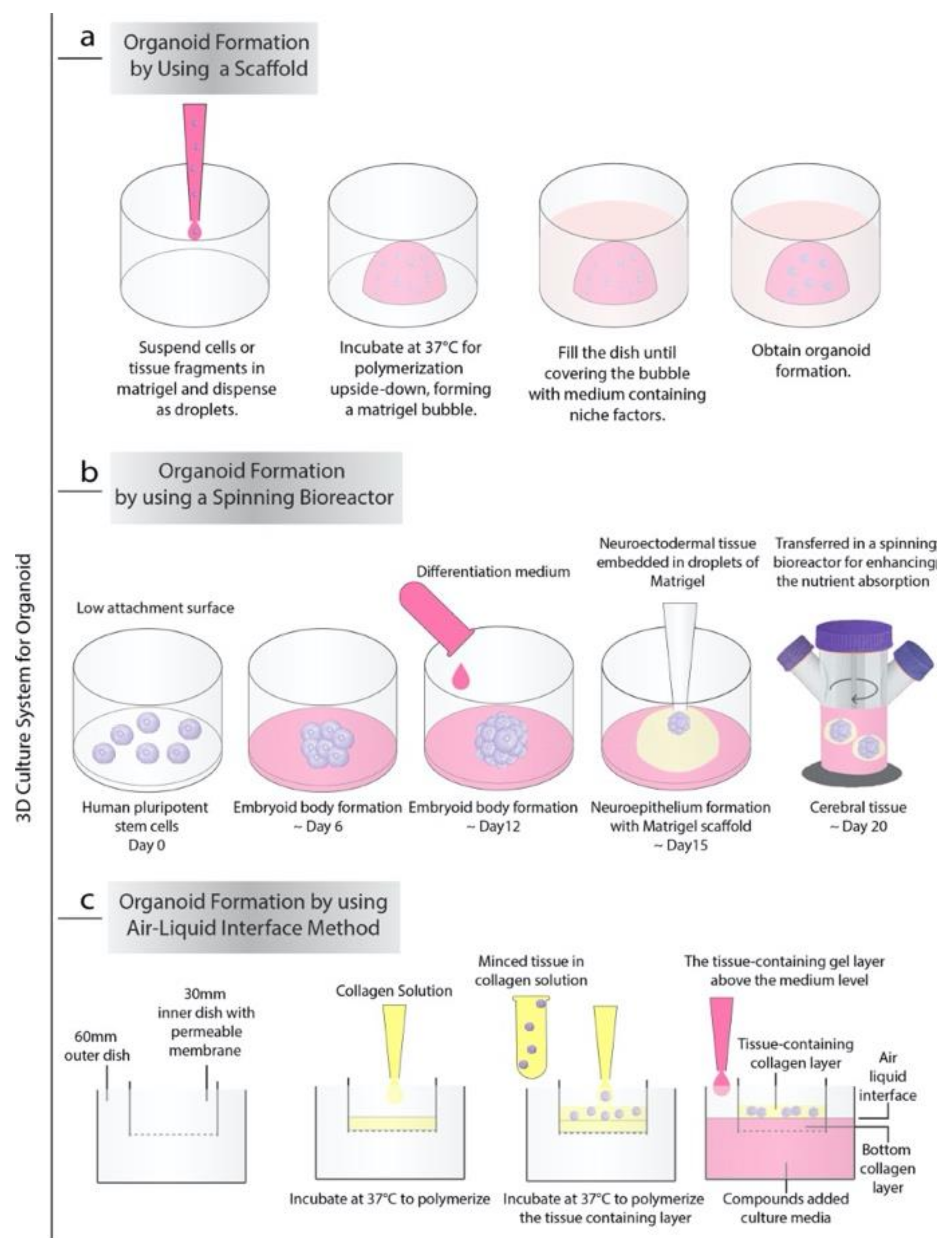 Cancers 13 00737 g001