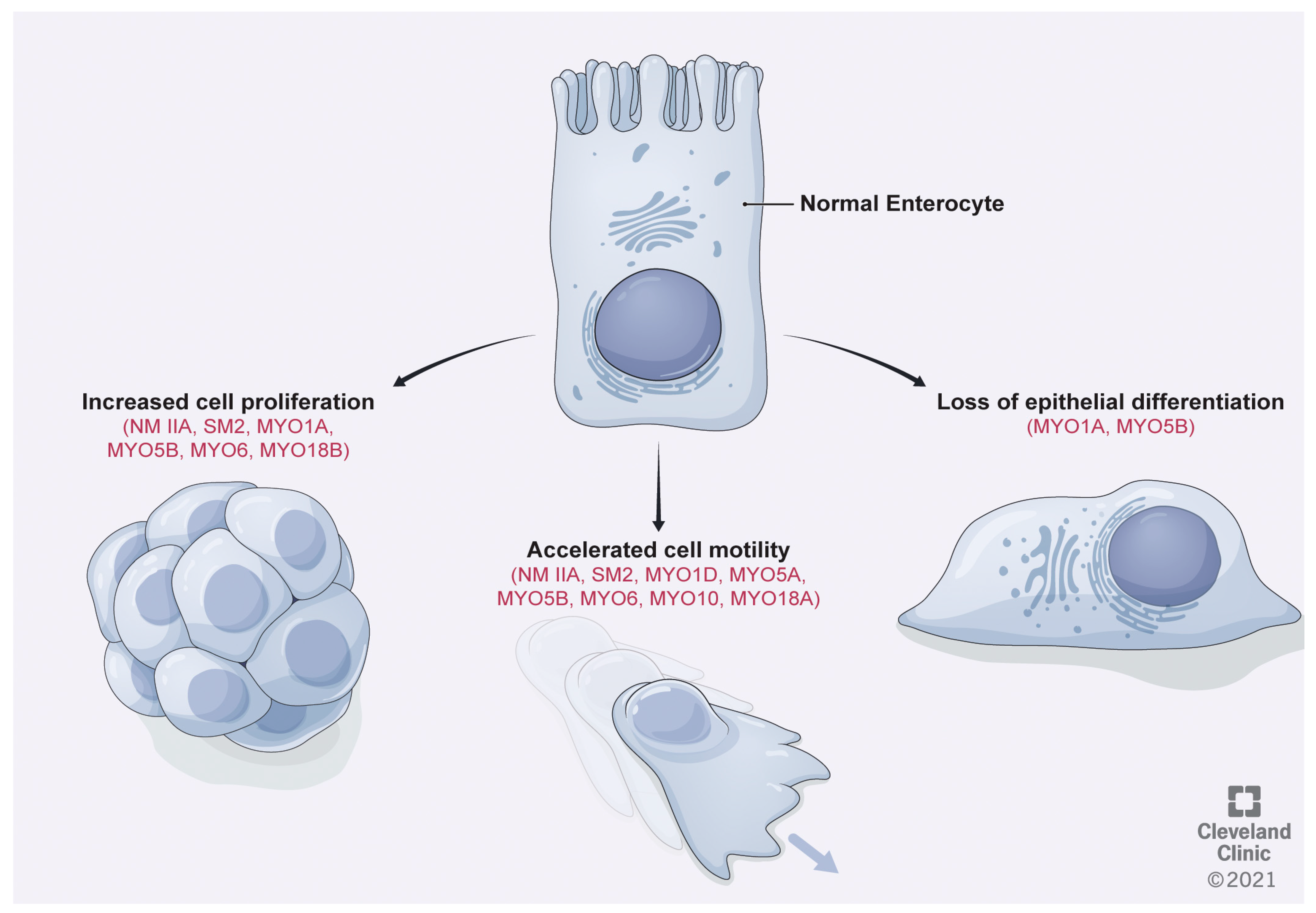 Cancers 13 00741 g002