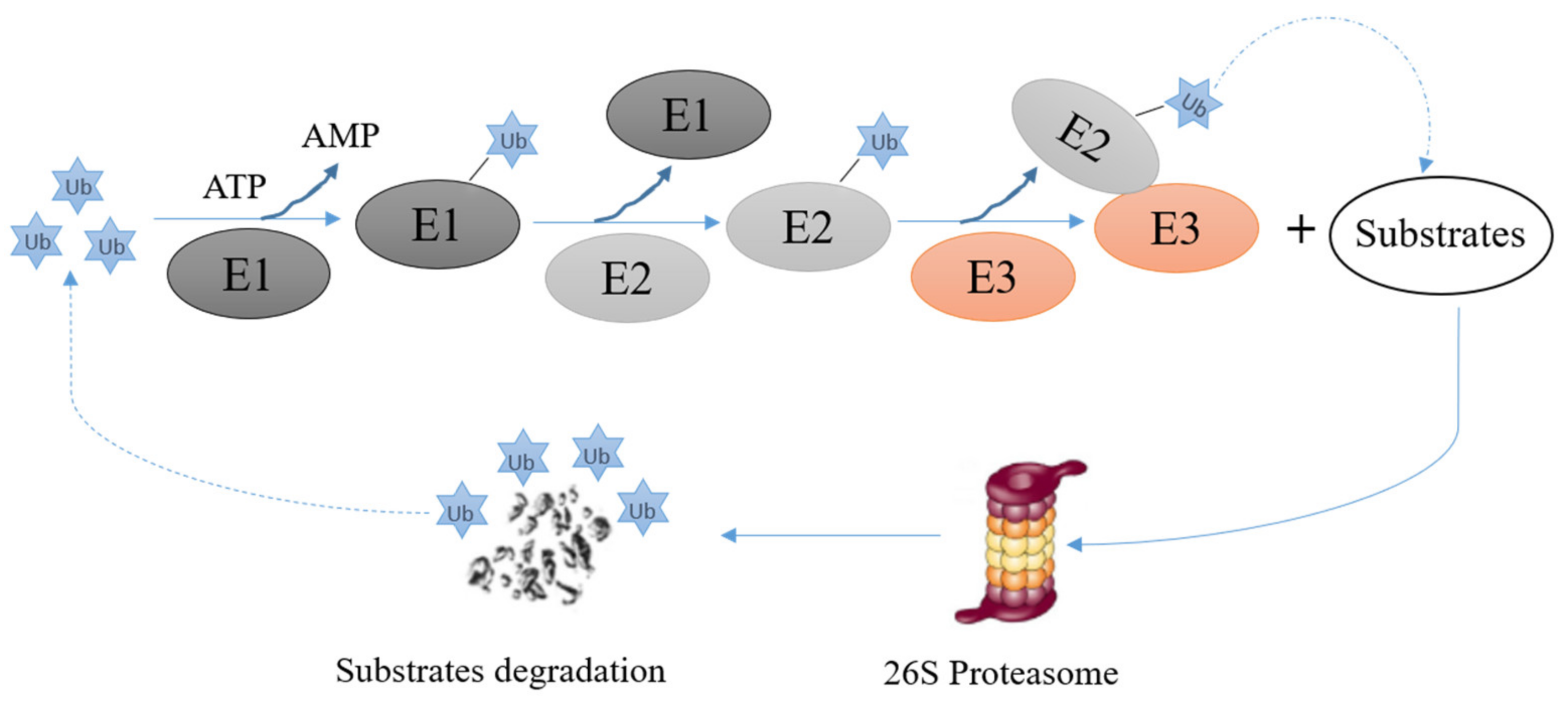 Cancers 13 00745 g003