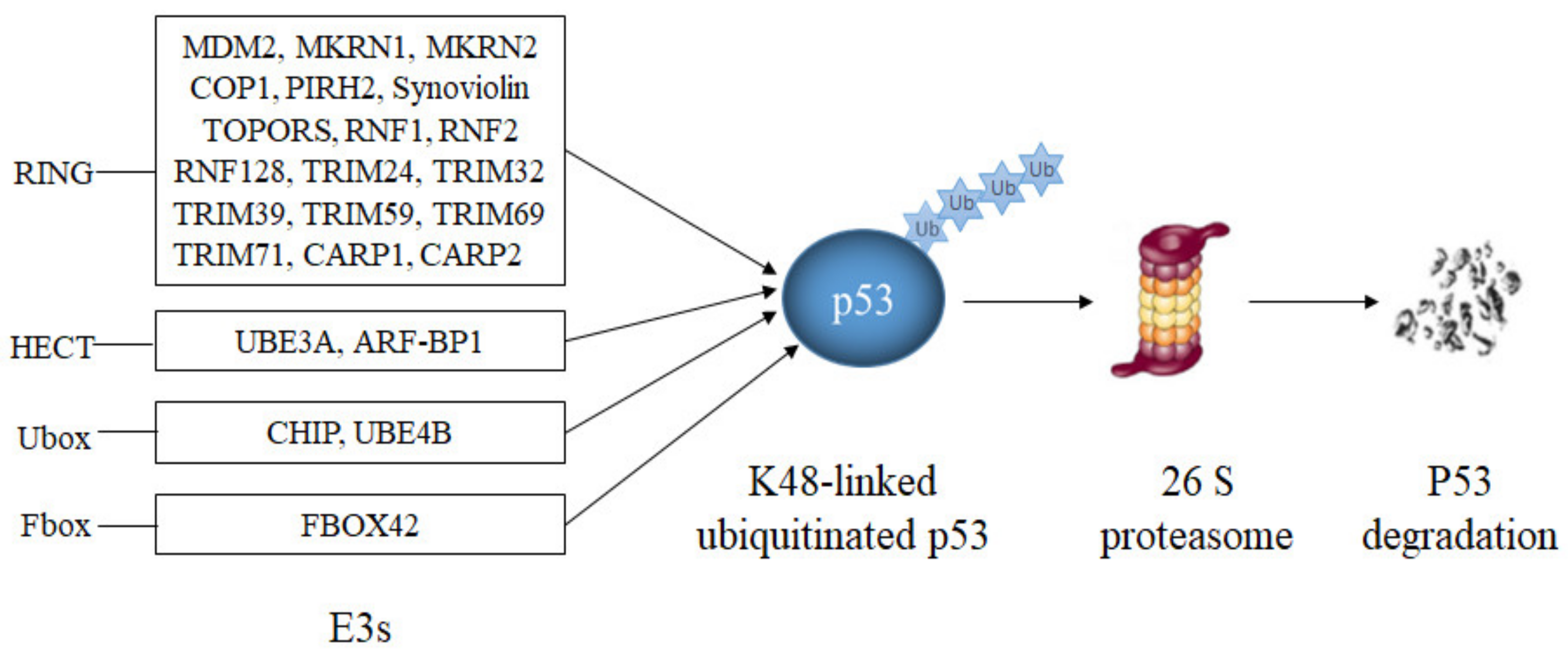 Cancers 13 00745 g004