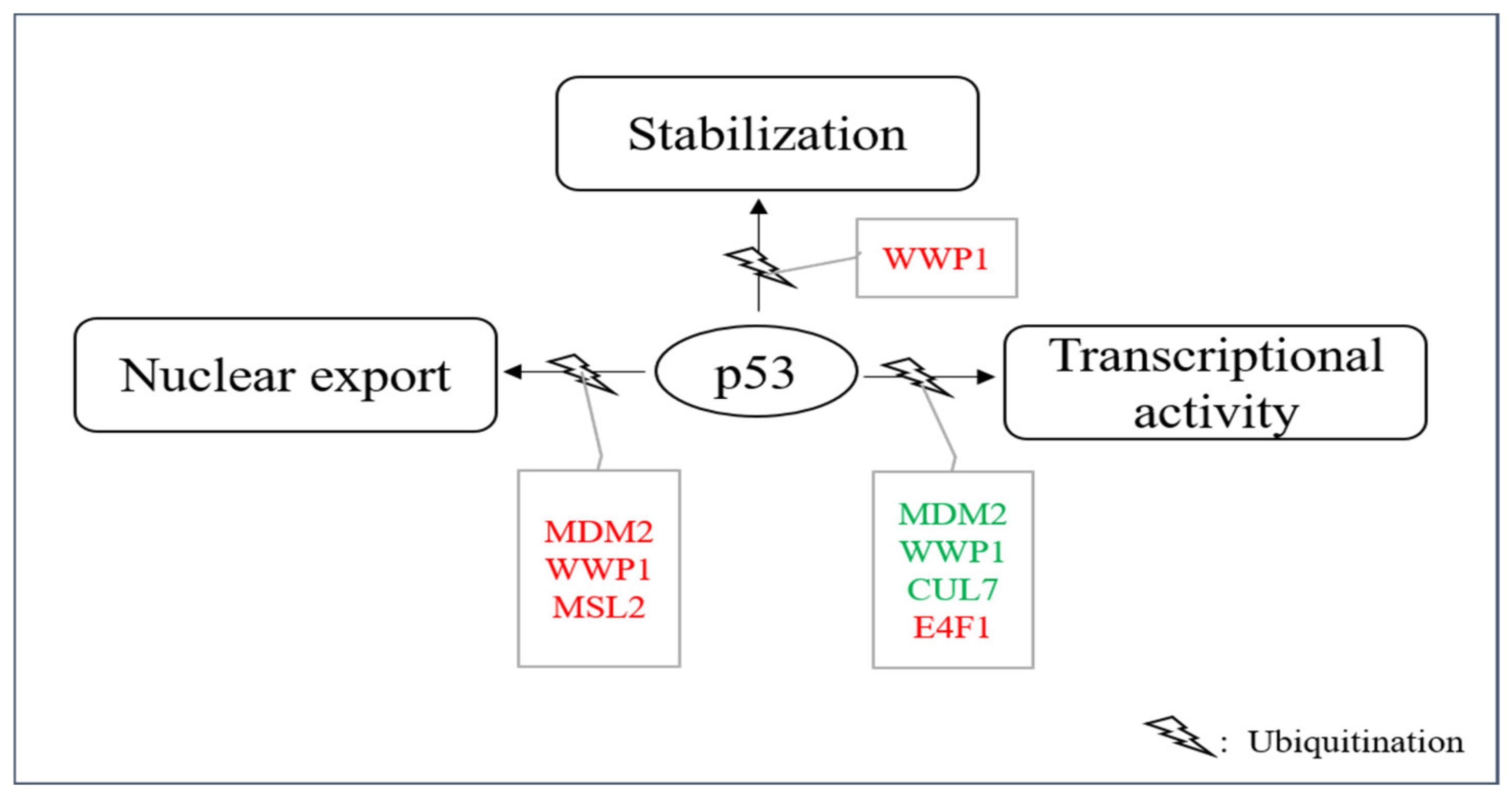 Cancers 13 00745 g005