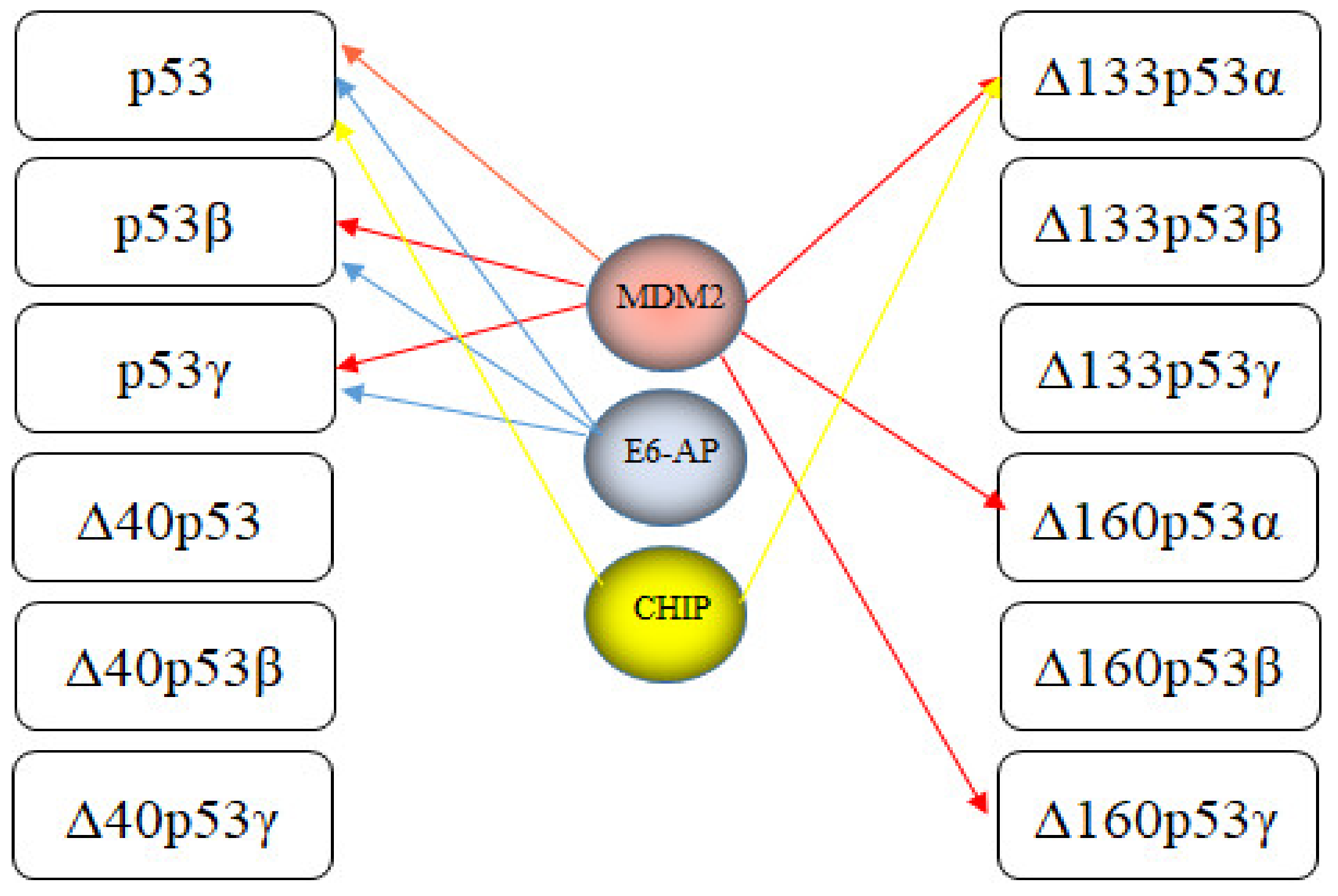 Cancers 13 00745 g007