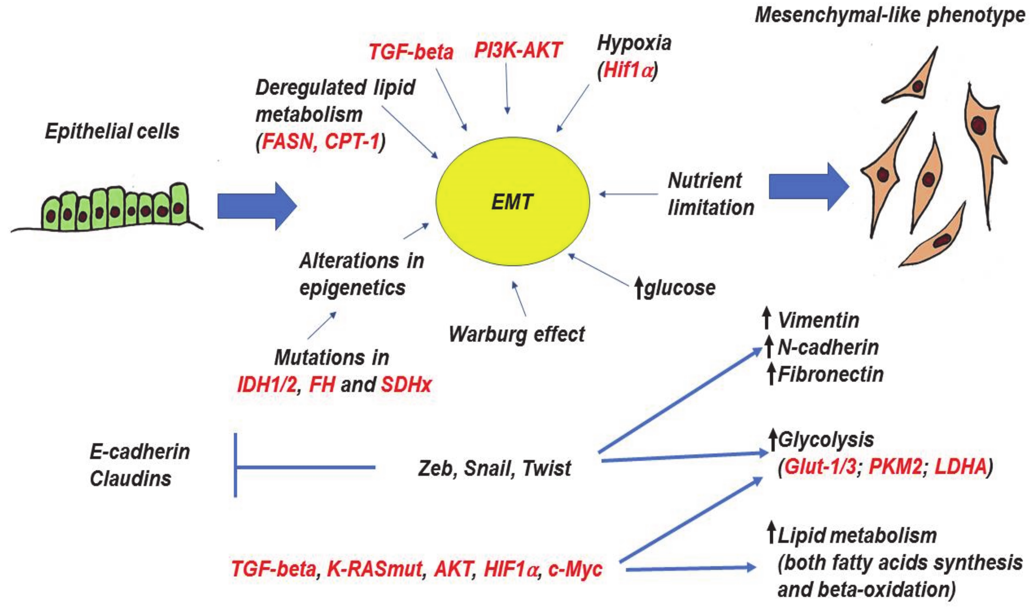 Cancers 13 00762 g003