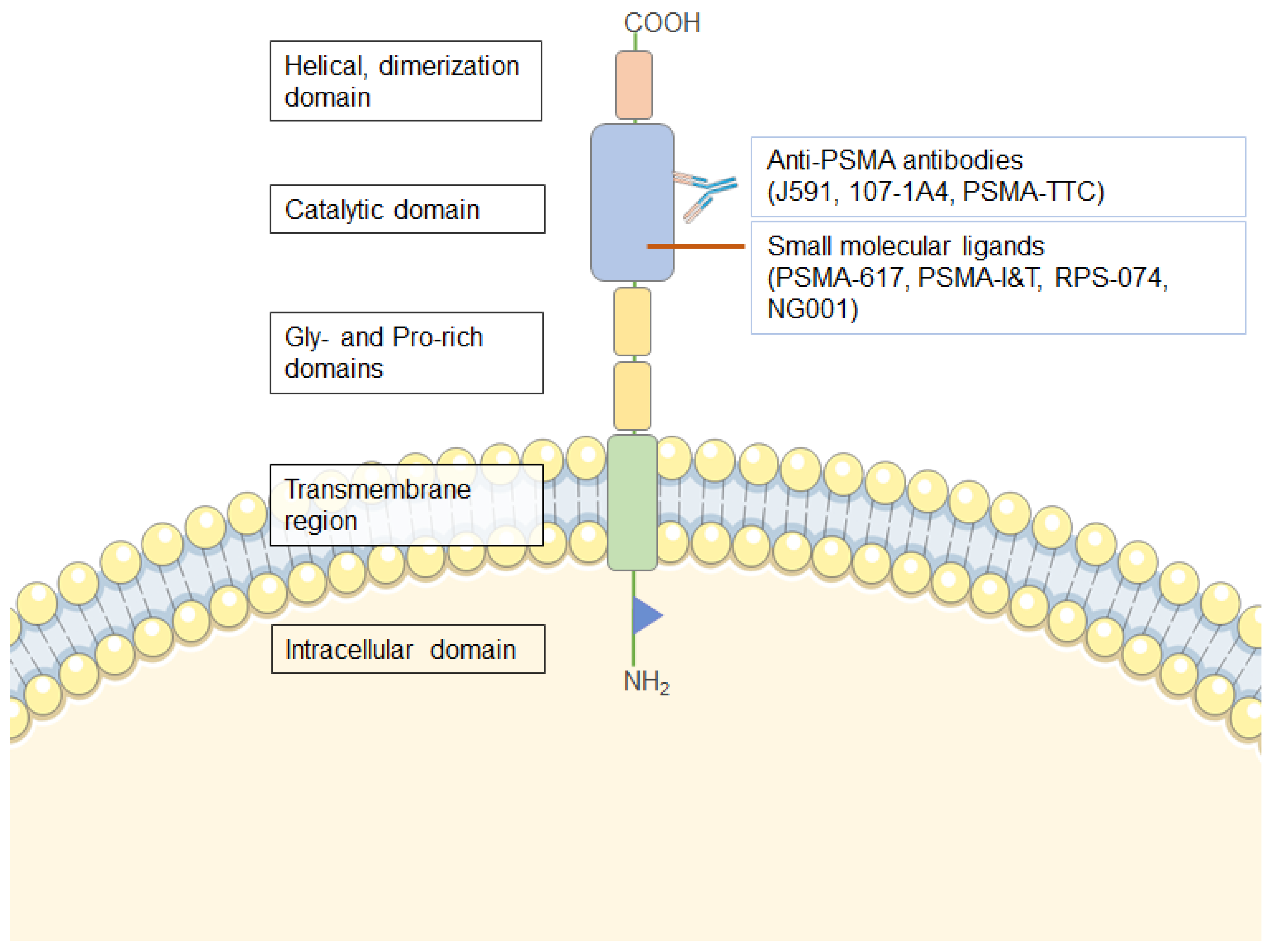 Cancers 13 00779 g001