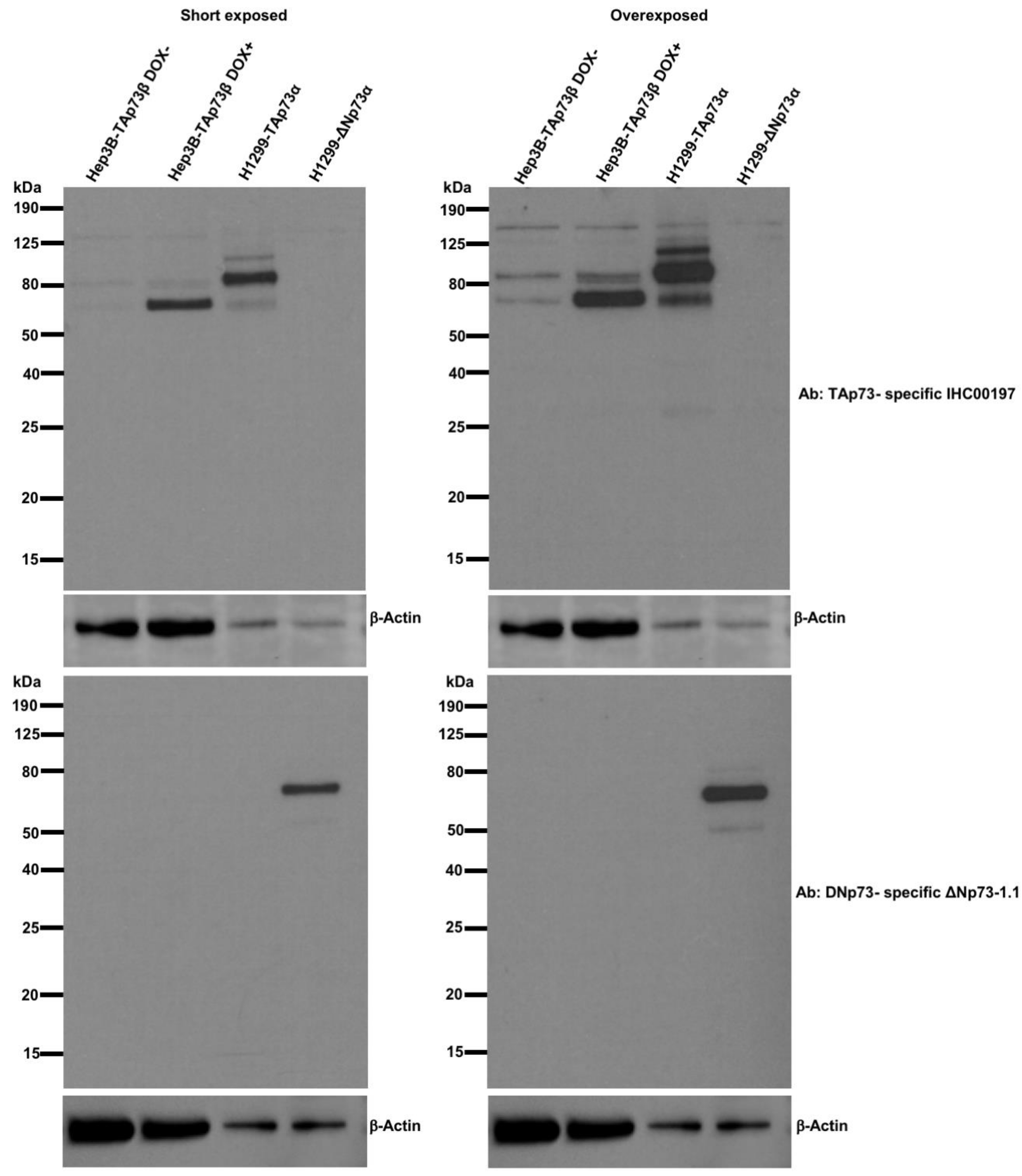 Cancers 13 00783 g002