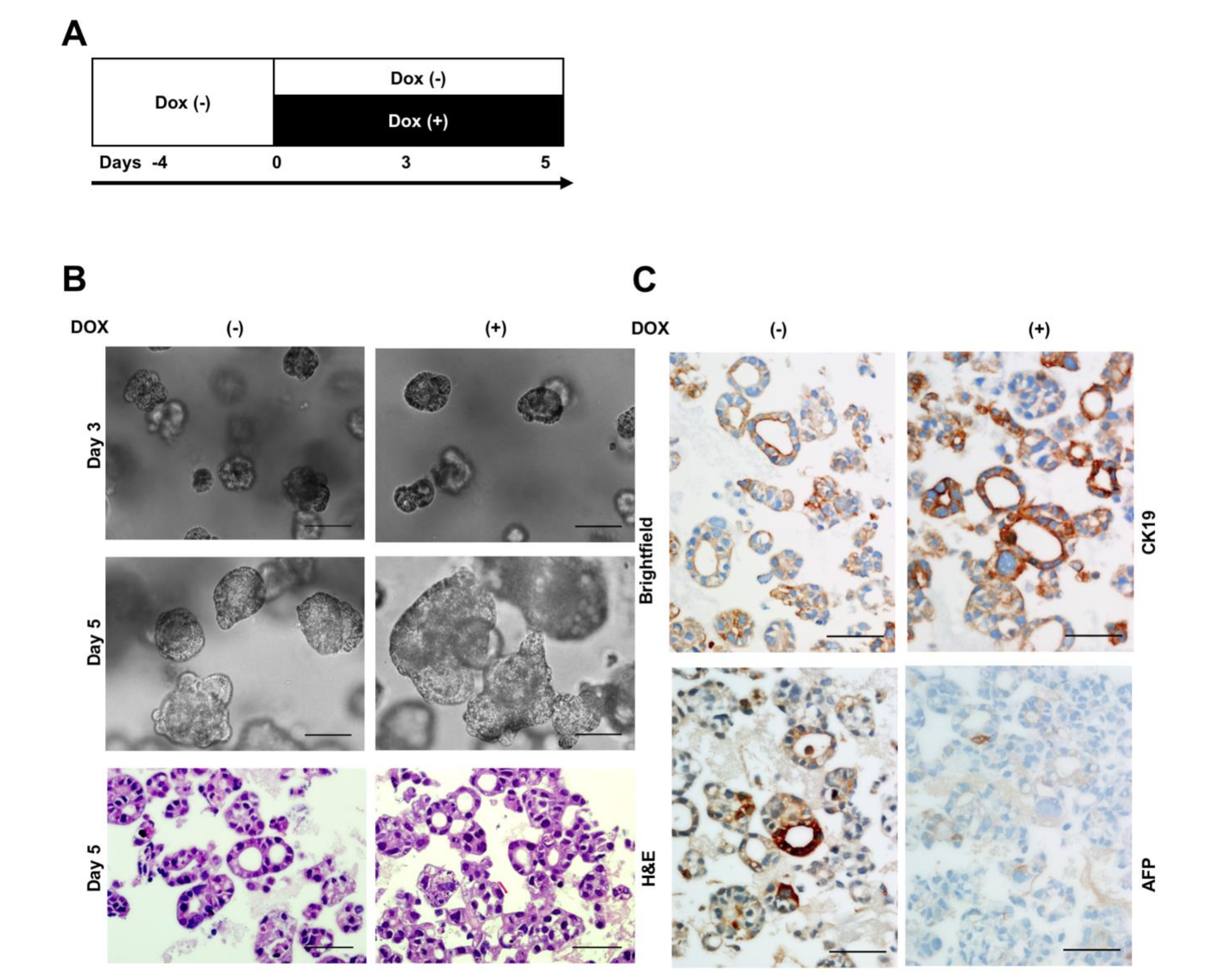 Cancers 13 00783 g006
