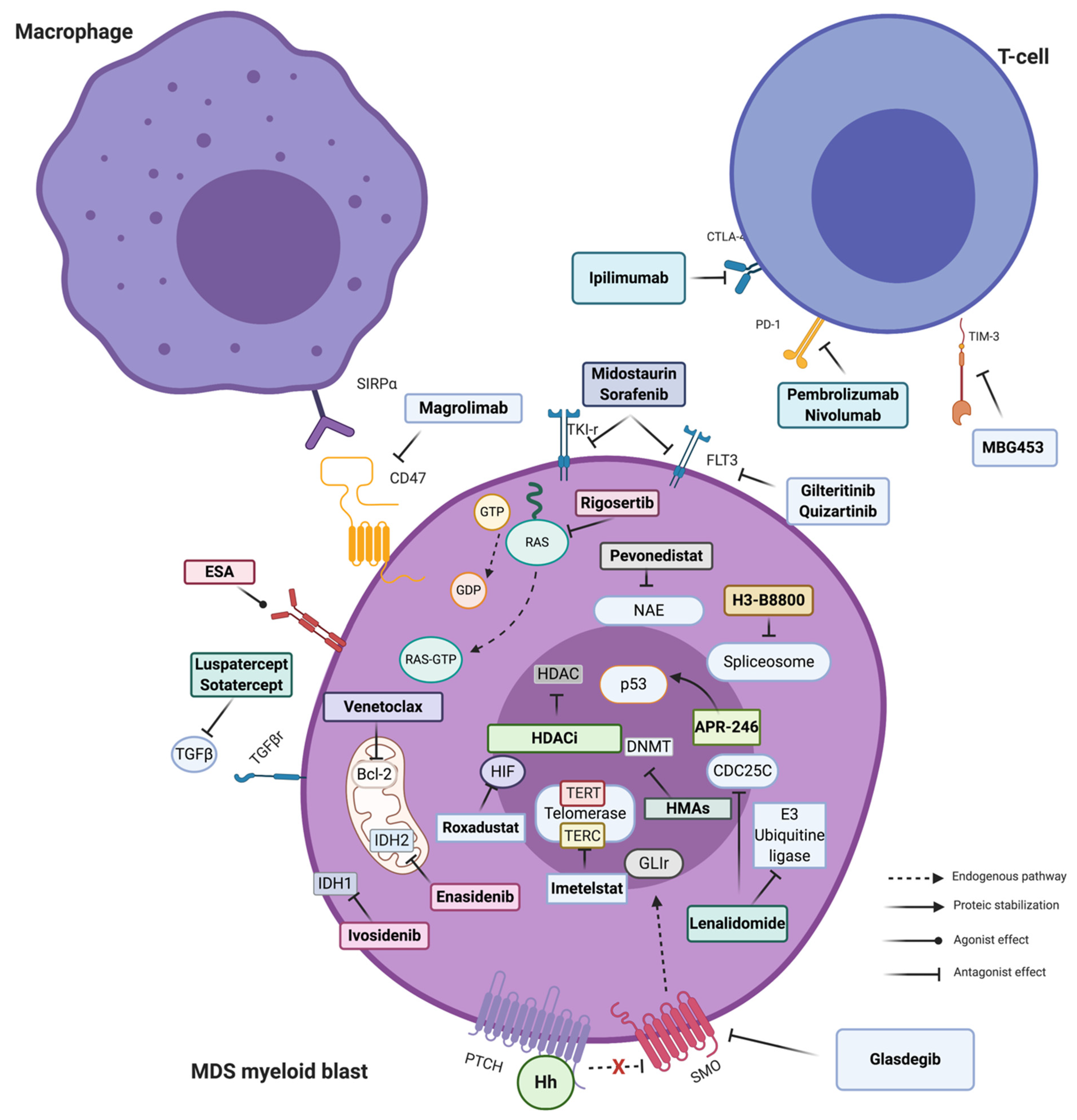 Cancers 13 00784 g001
