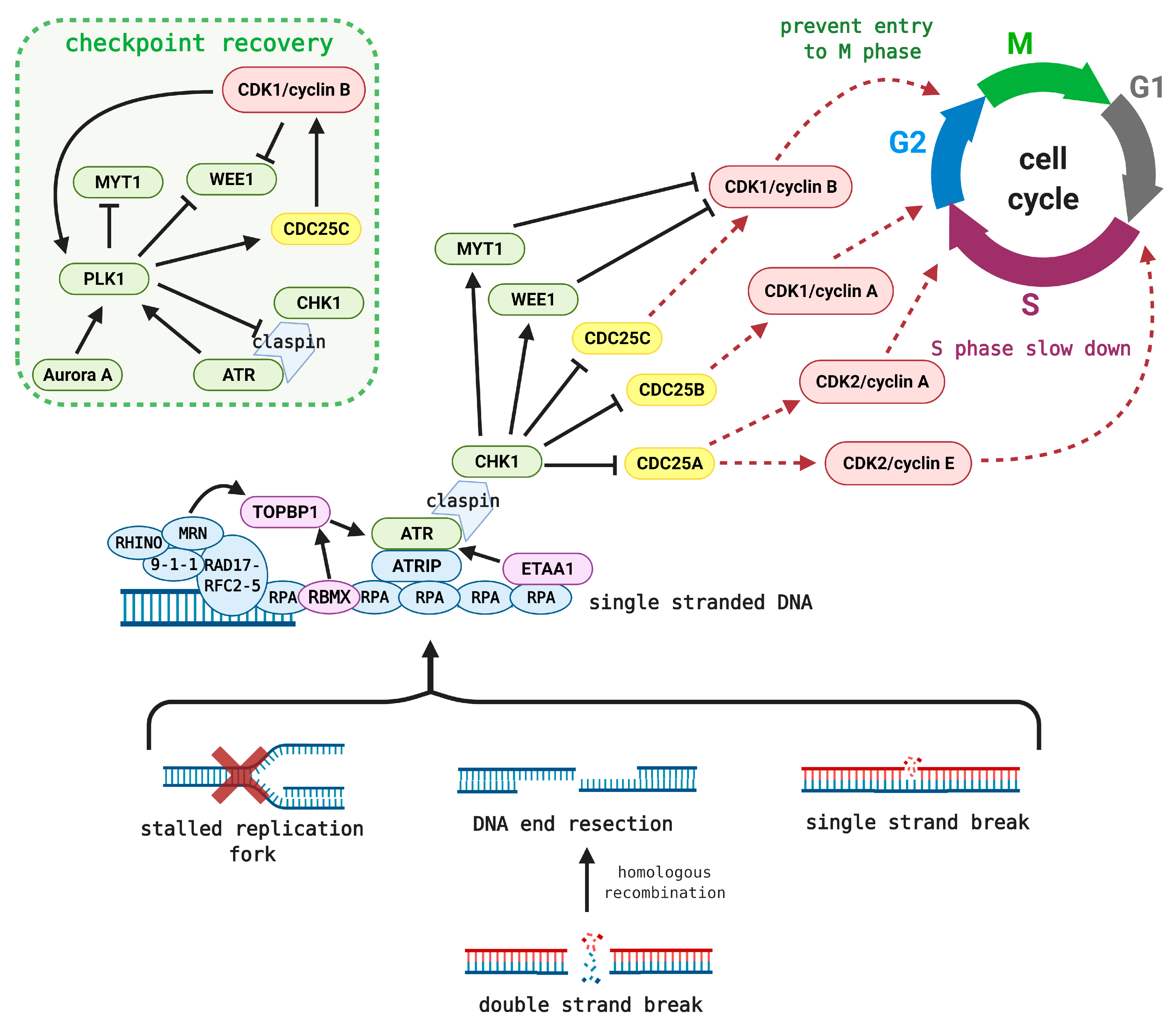 Cancers 13 00795 g001