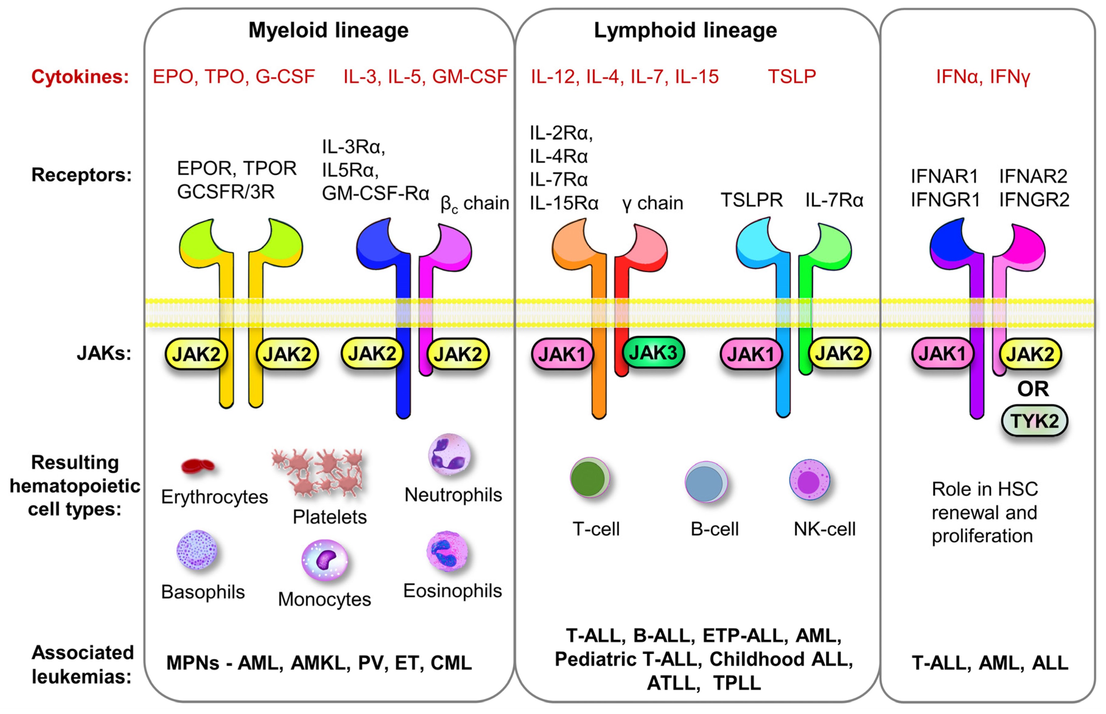 Cancers 13 00800 g001