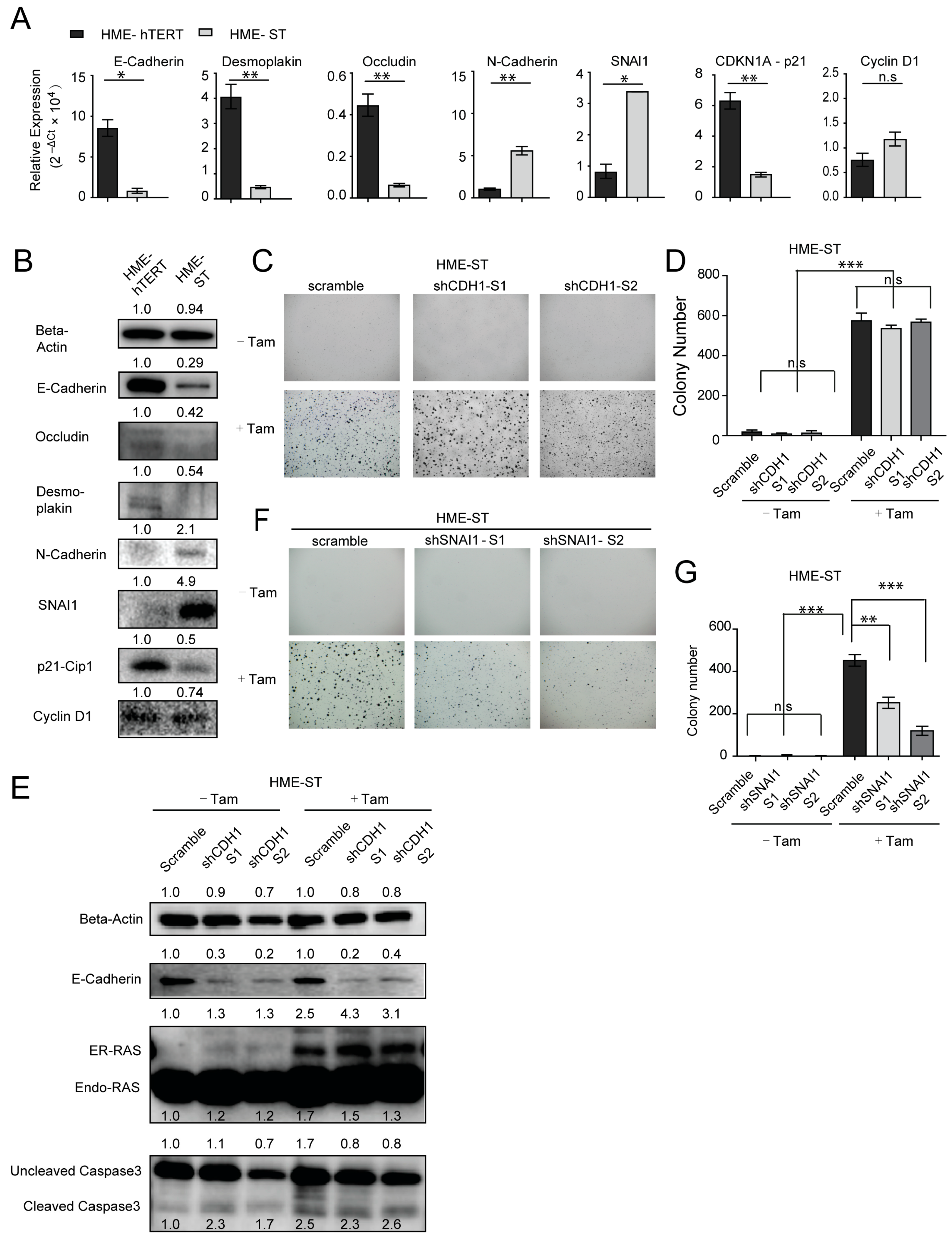 Cancers 13 00807 g005