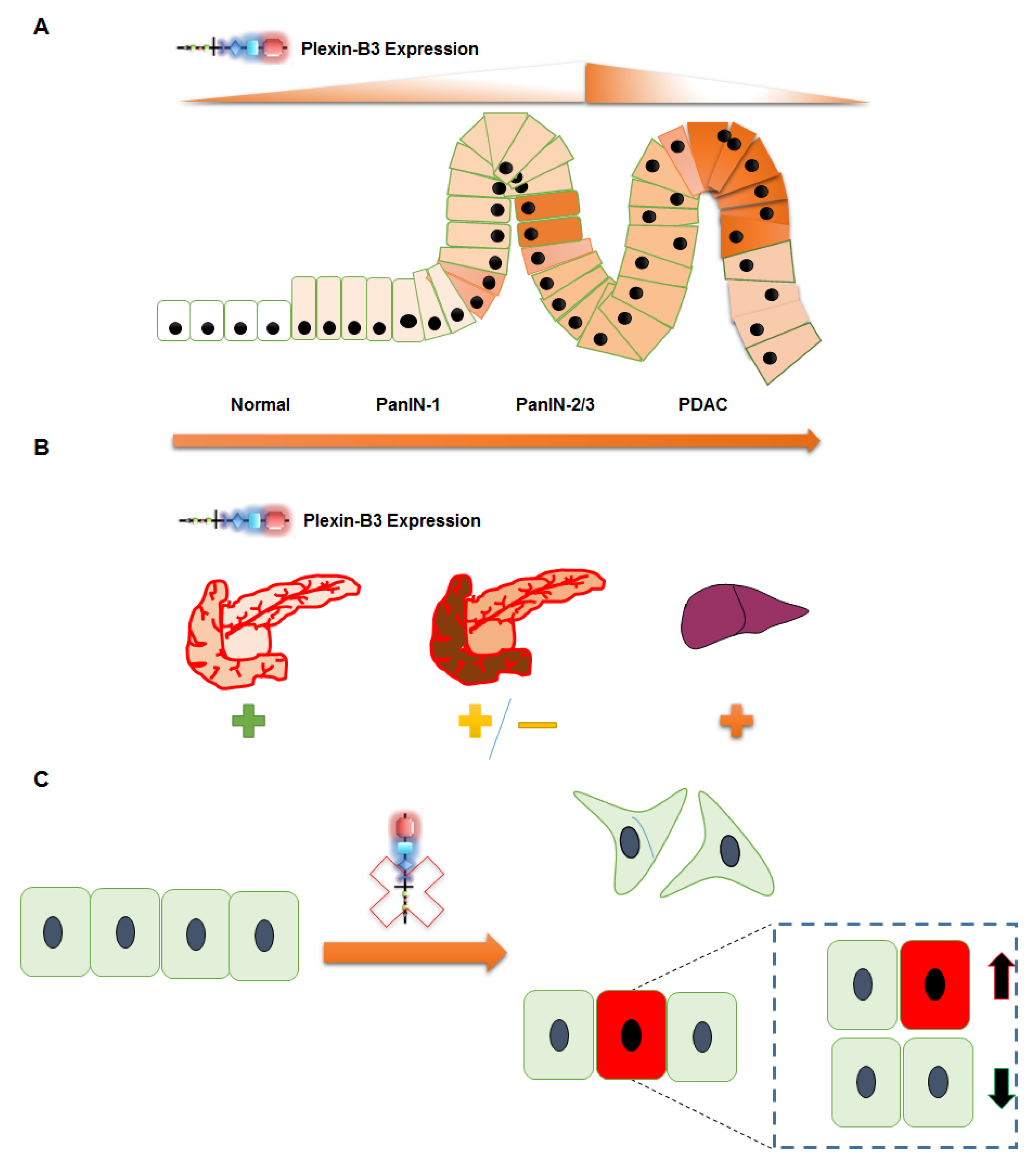 Cancers 13 00818 g006