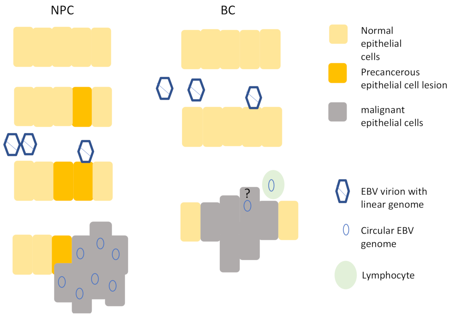 Cancers 13 00819 g001