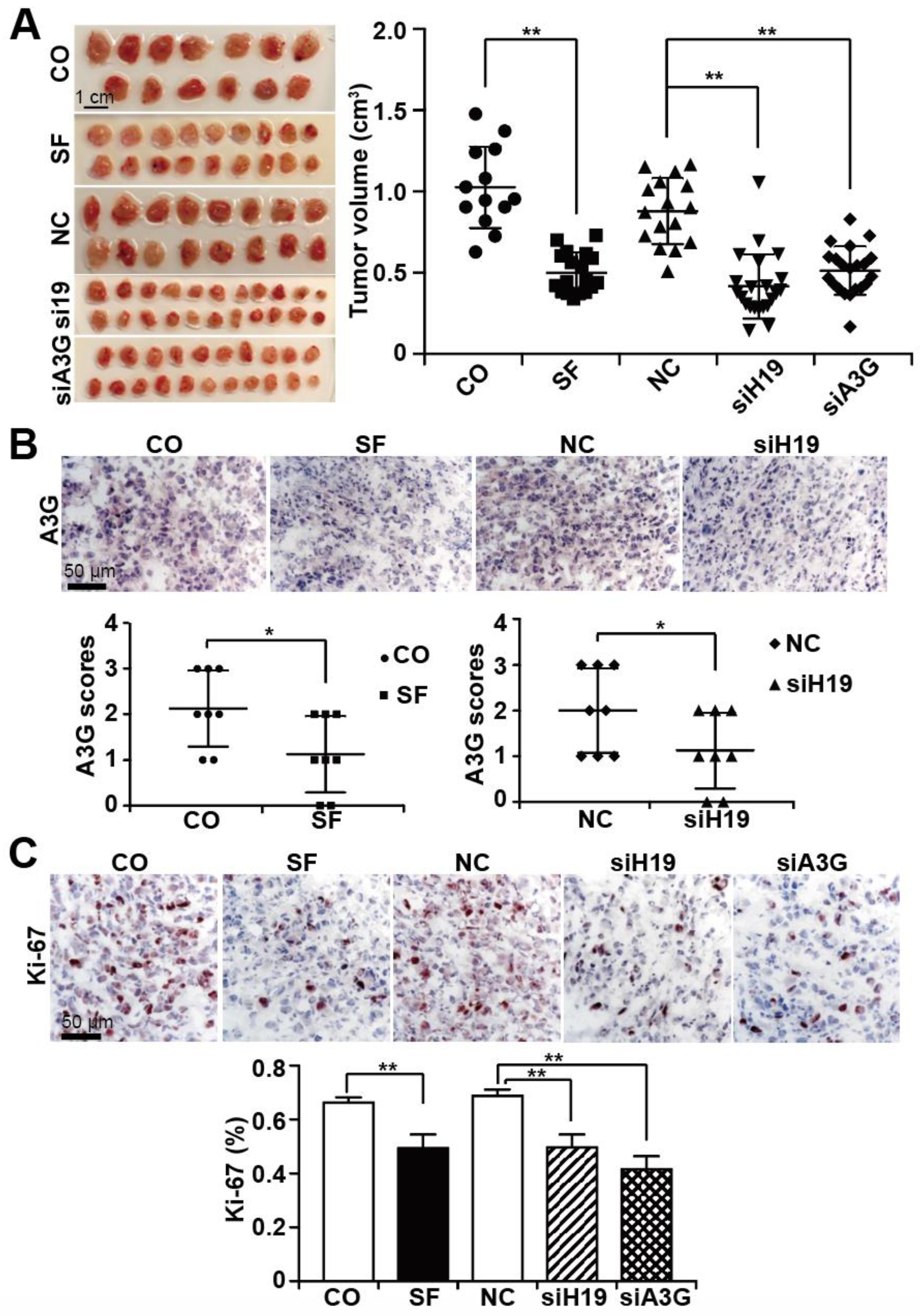 Cancers 13 00827 g006