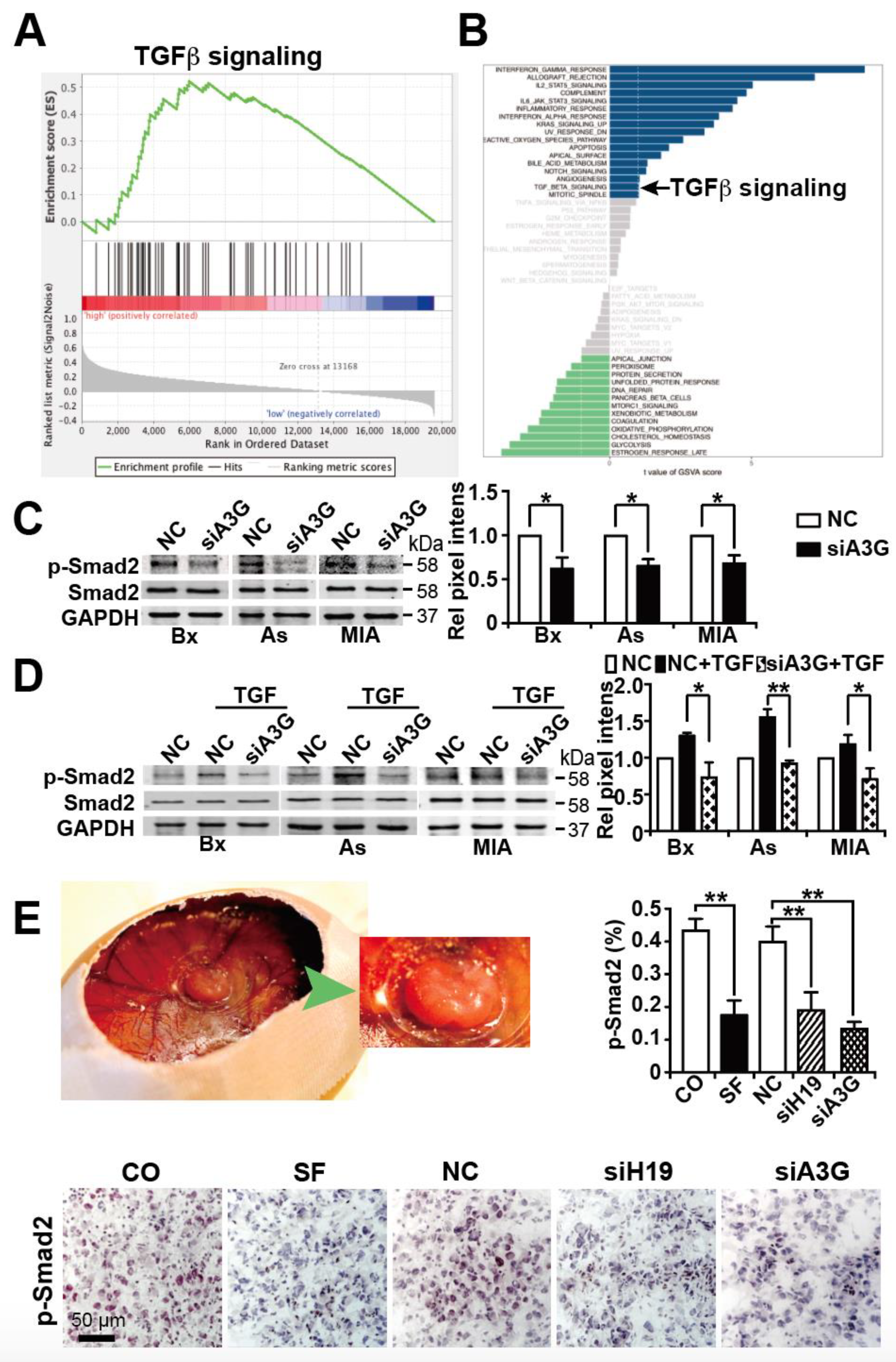 Cancers 13 00827 g007