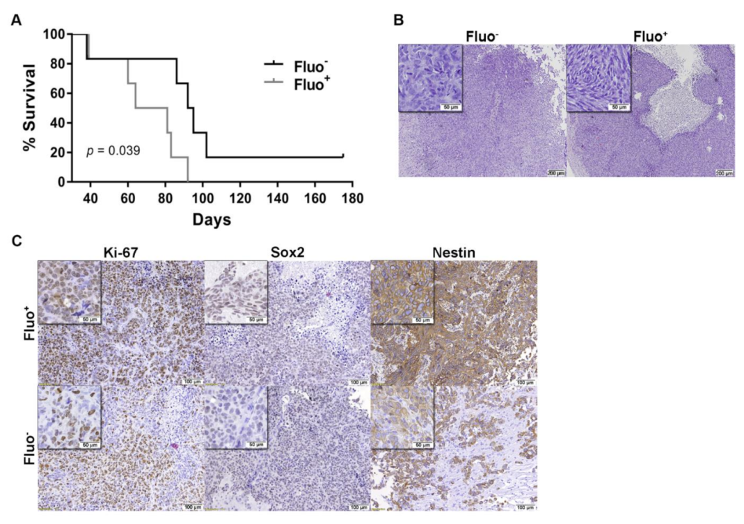 Cancers 13 00828 g006
