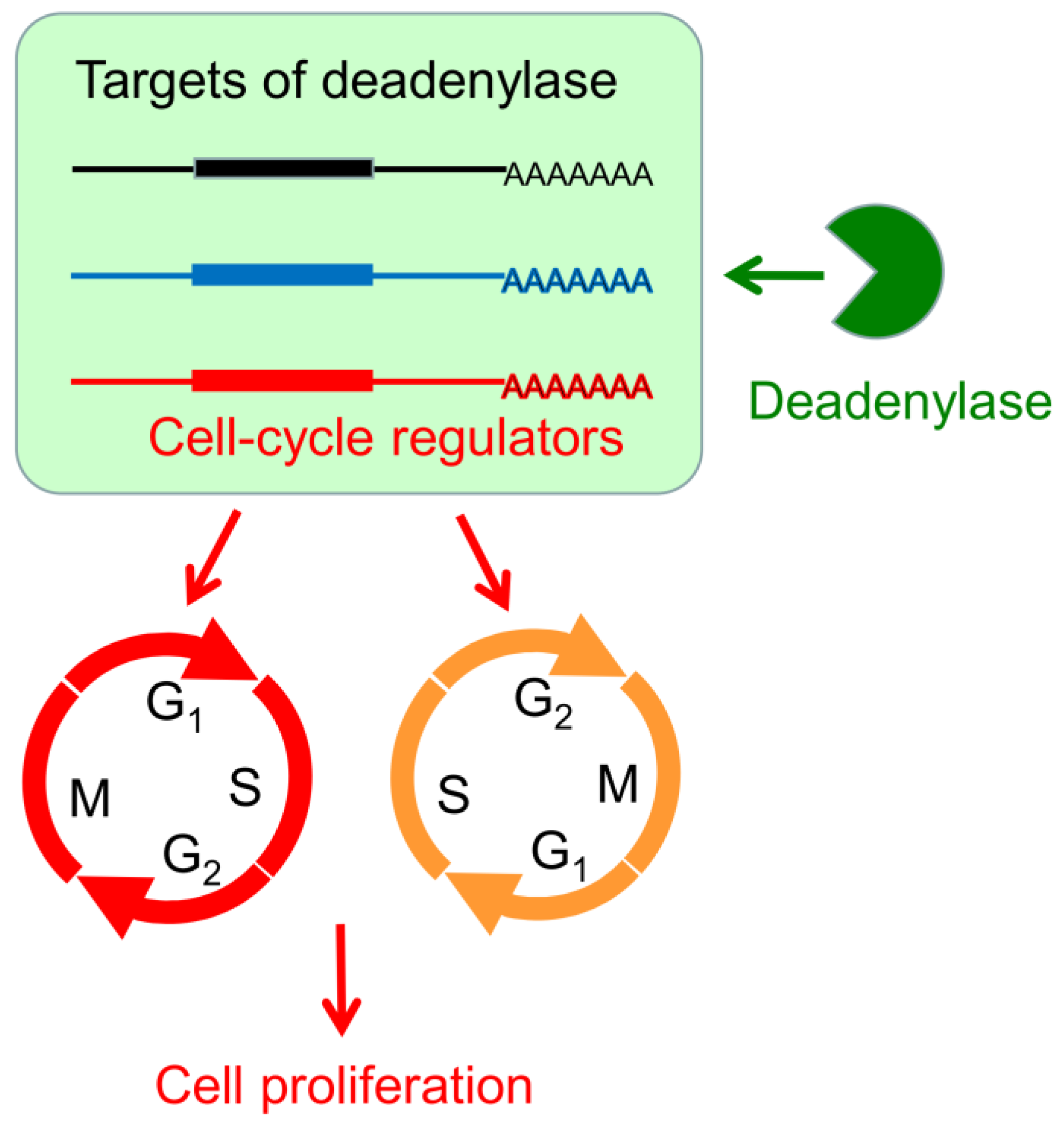 Cancers 13 00834 g008