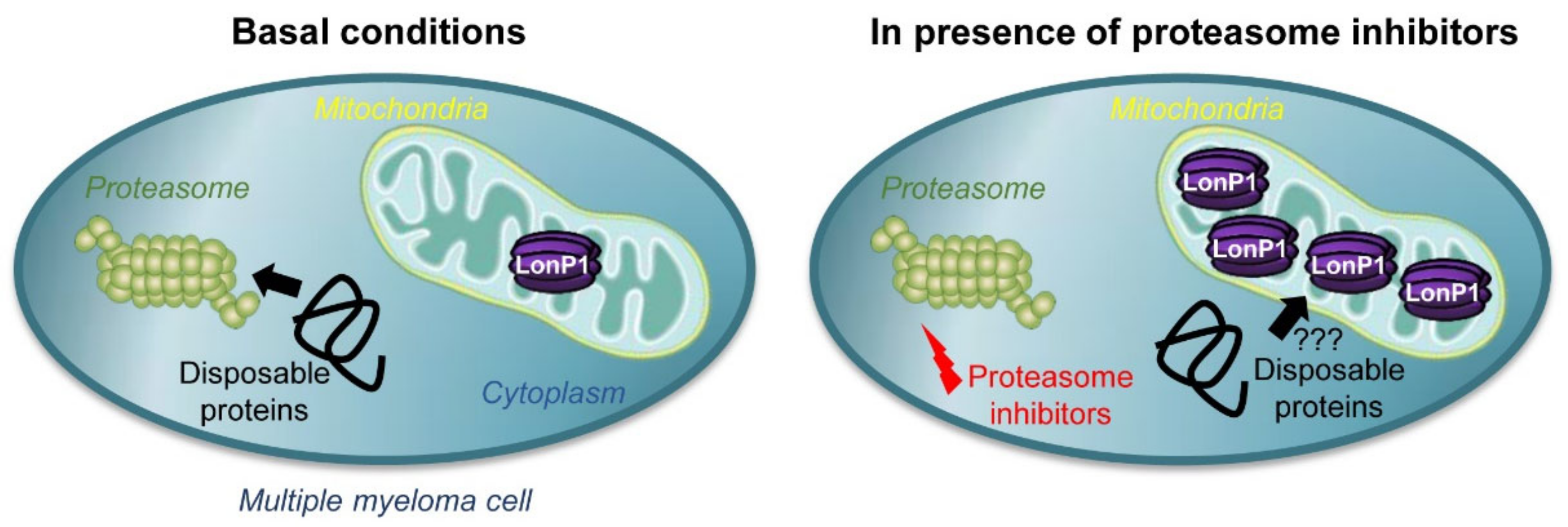 Cancers 13 00843 g006