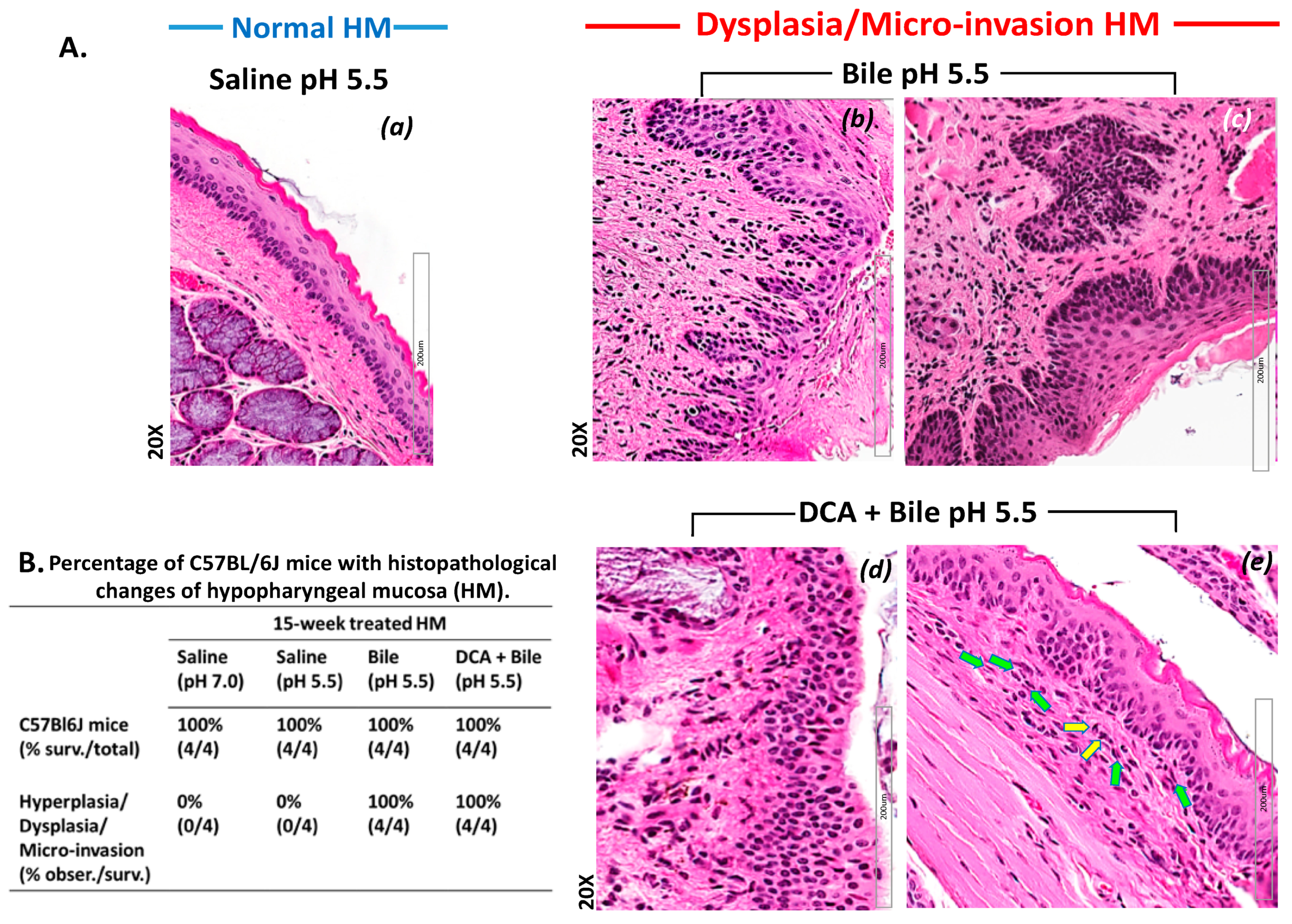 Cancers 13 00852 g001