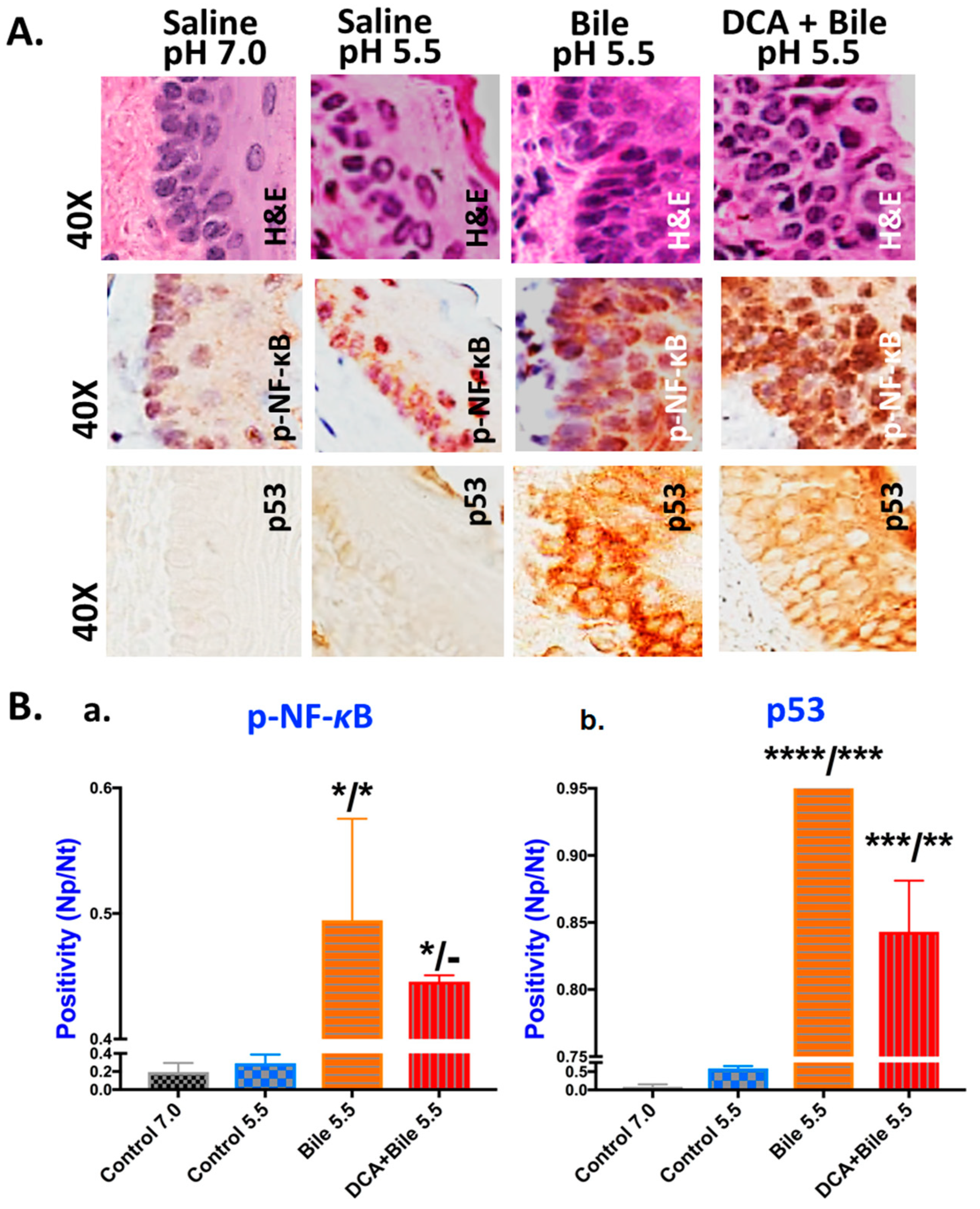 Cancers 13 00852 g003