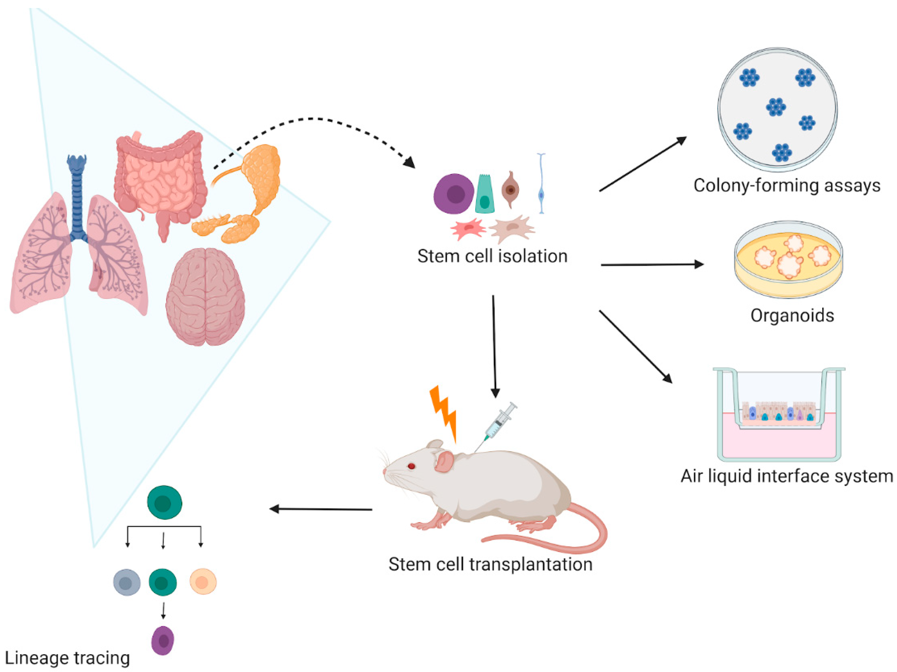 Cancers 13 00855 g001