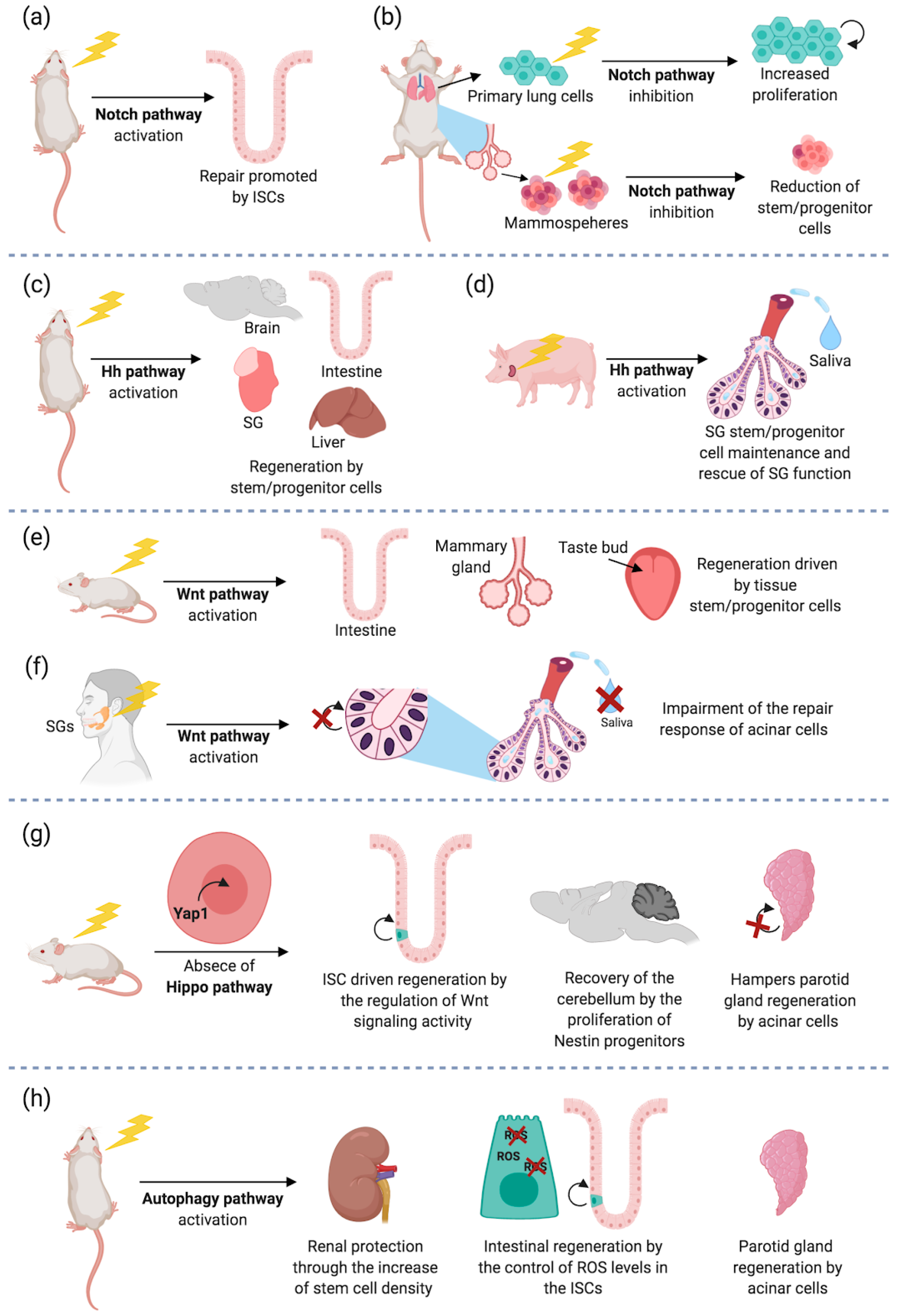 Cancers 13 00855 g002