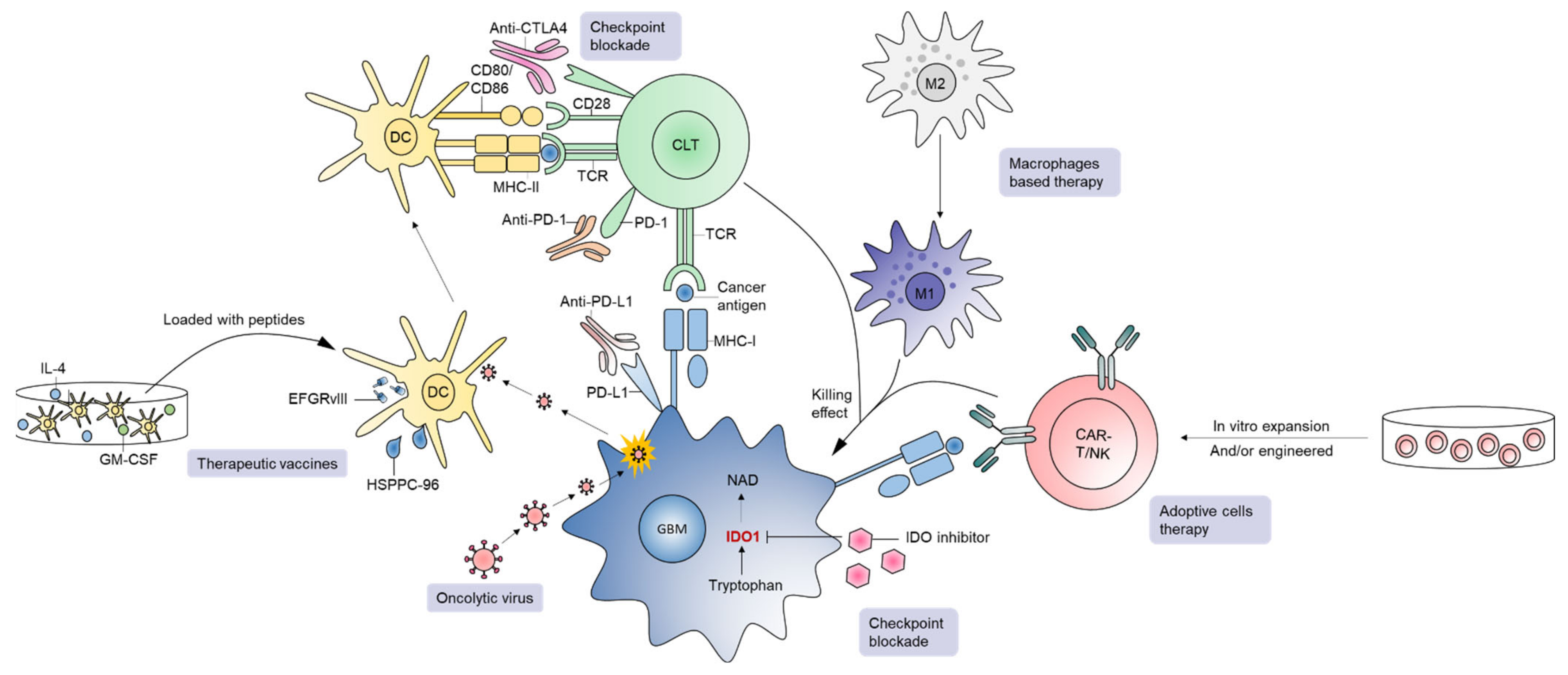Cancers 13 00856 g003