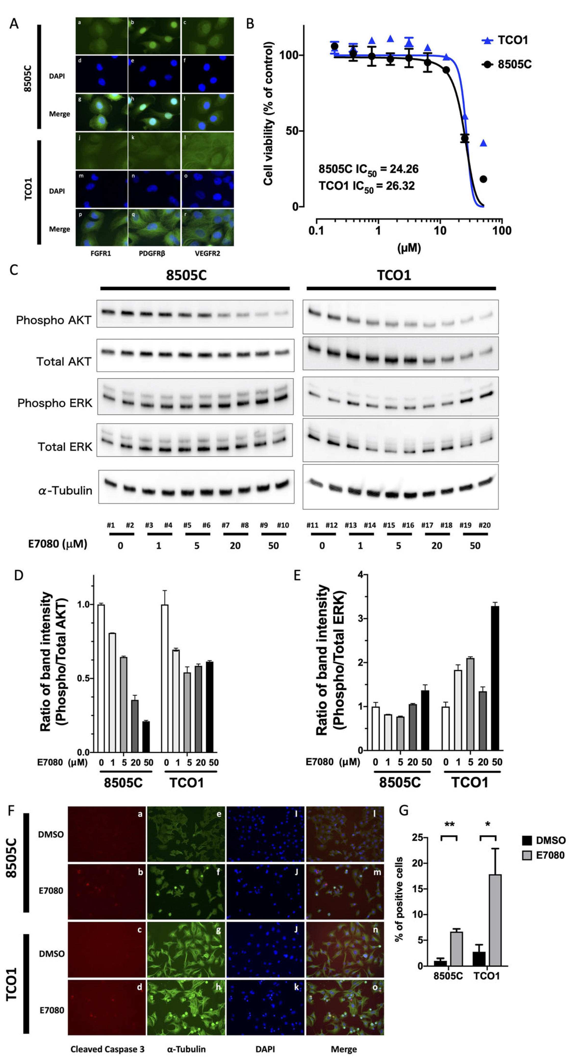 Cancers 13 00862 g001