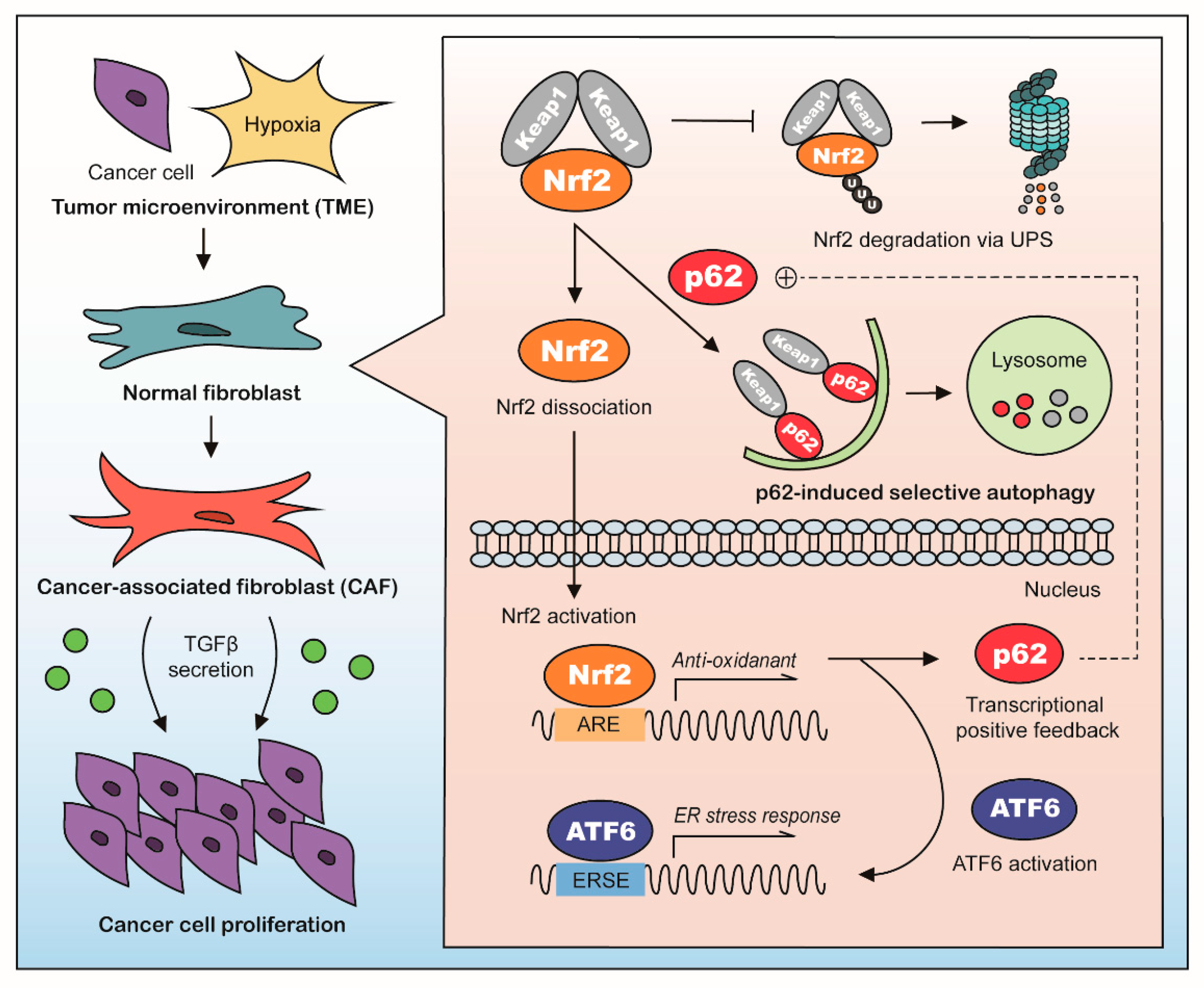 Cancers 13 00864 g007