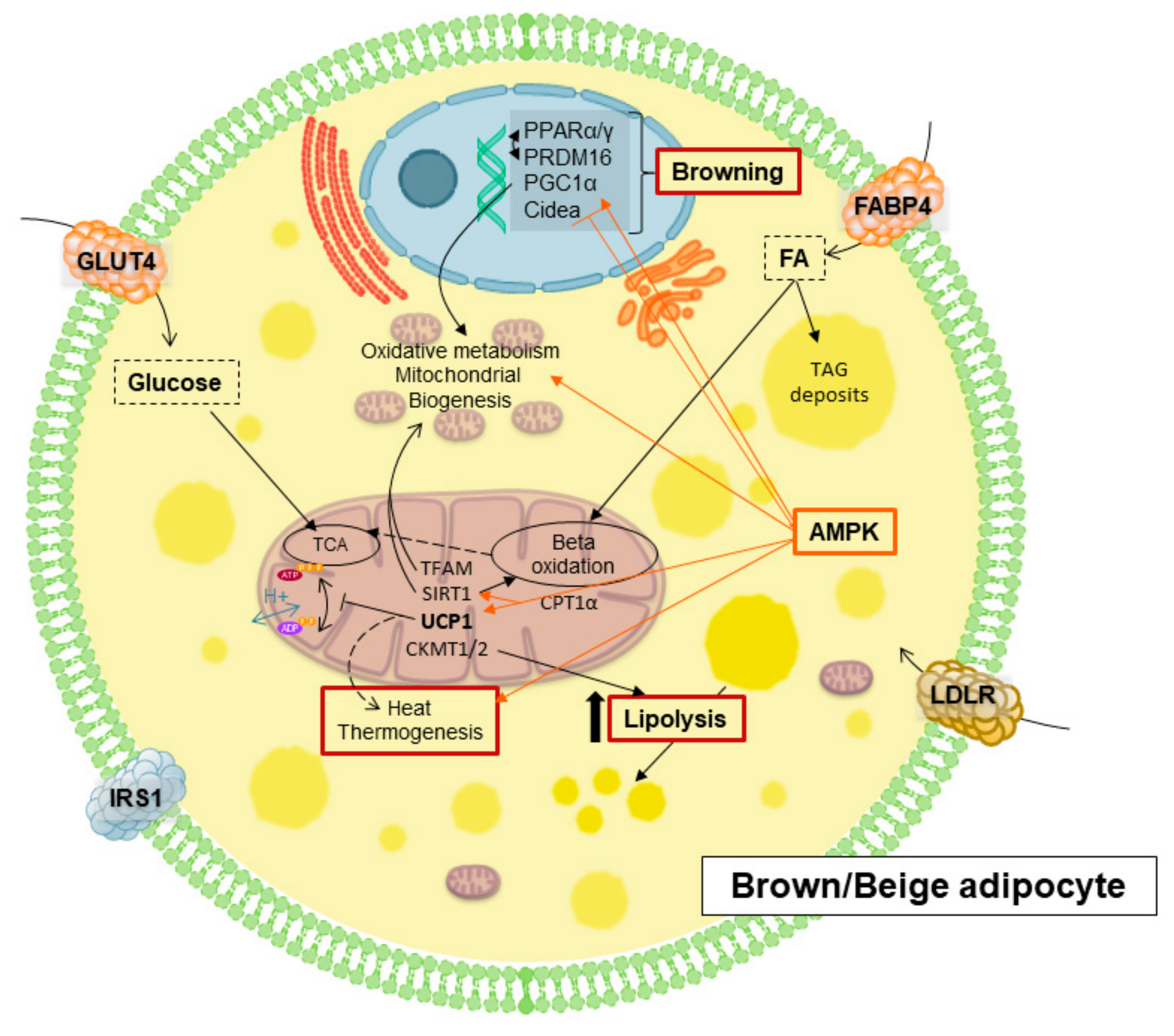 Cancers 13 00866 g003