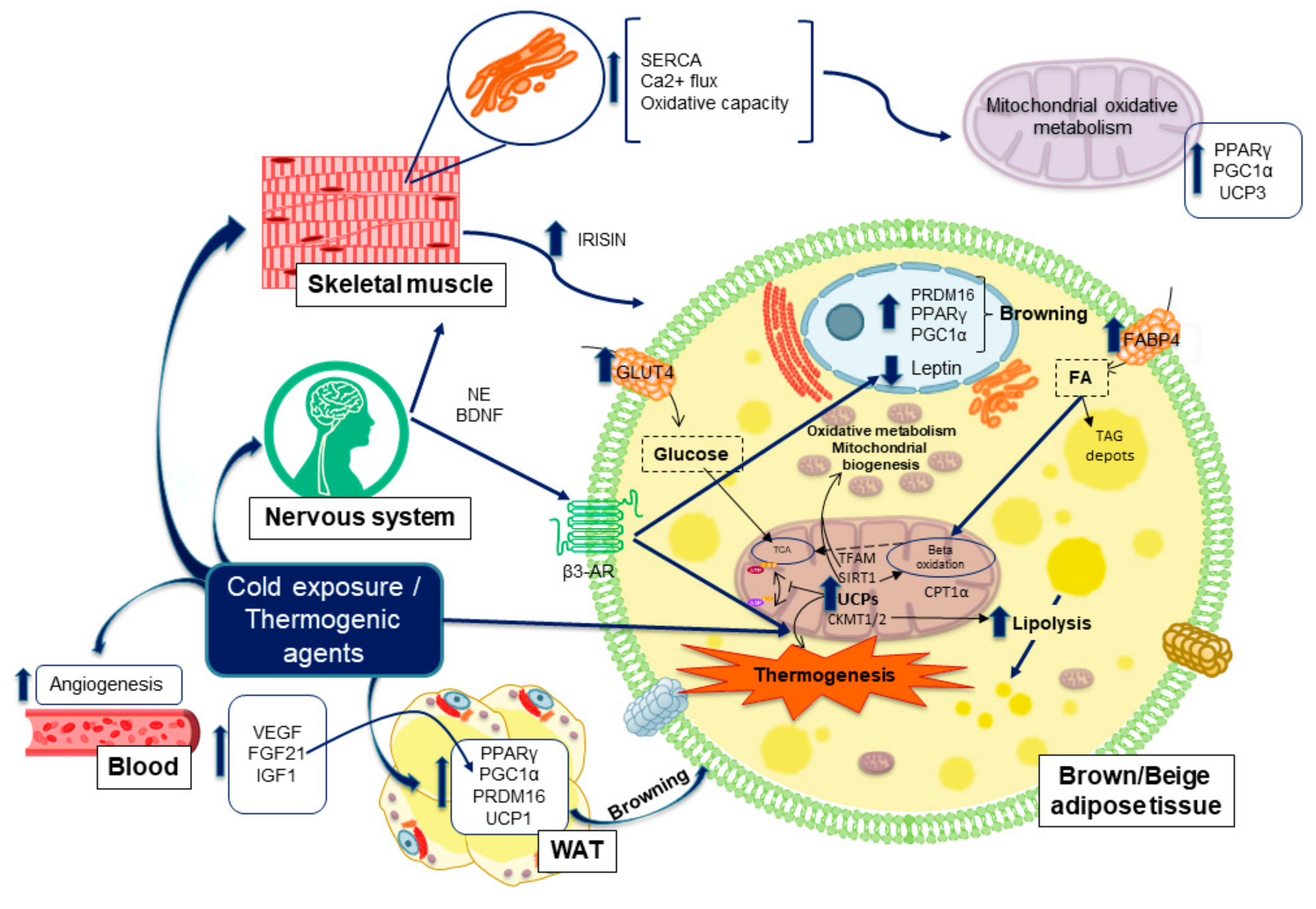 Cancers 13 00866 g005