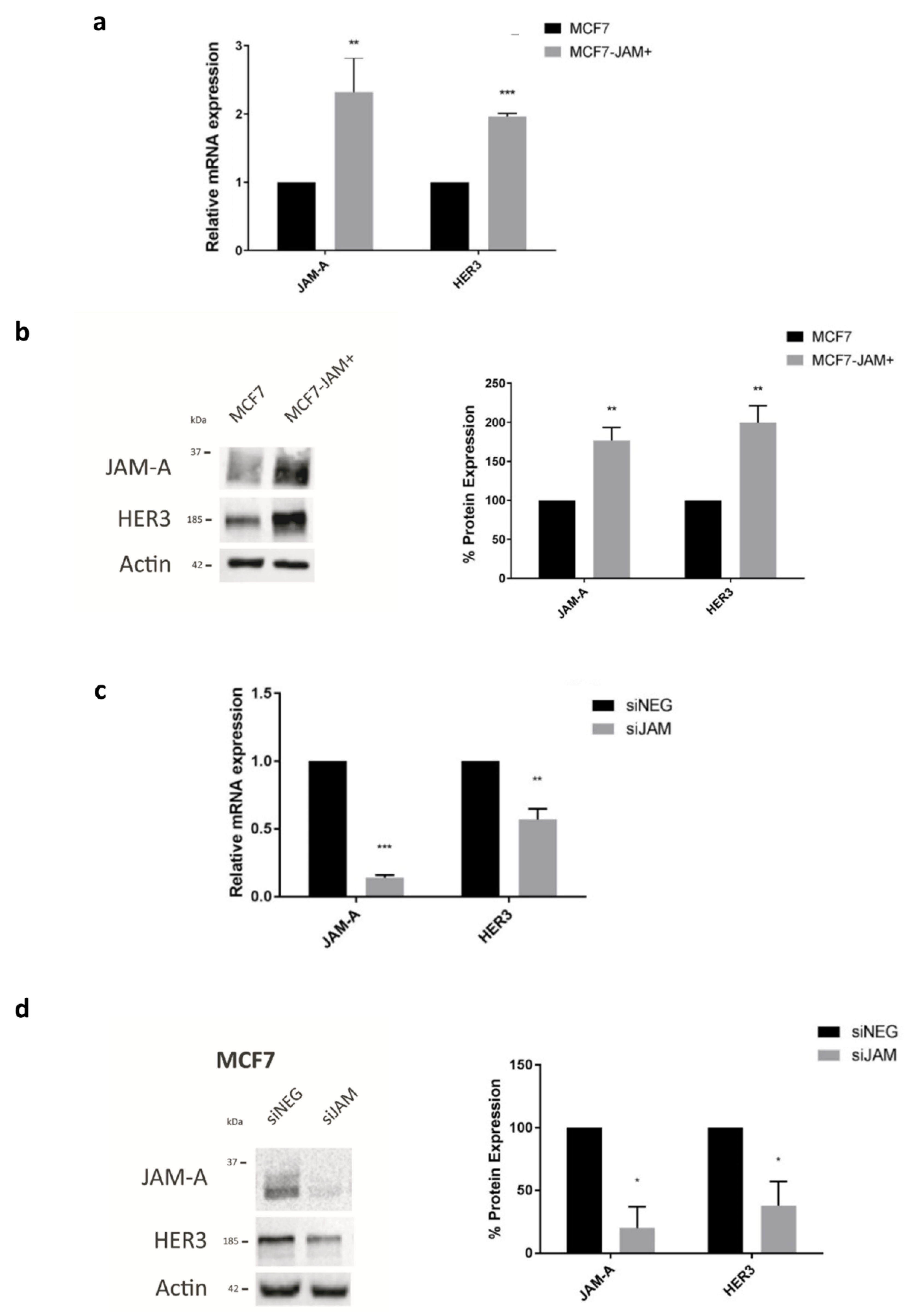 Cancers 13 00871 g001