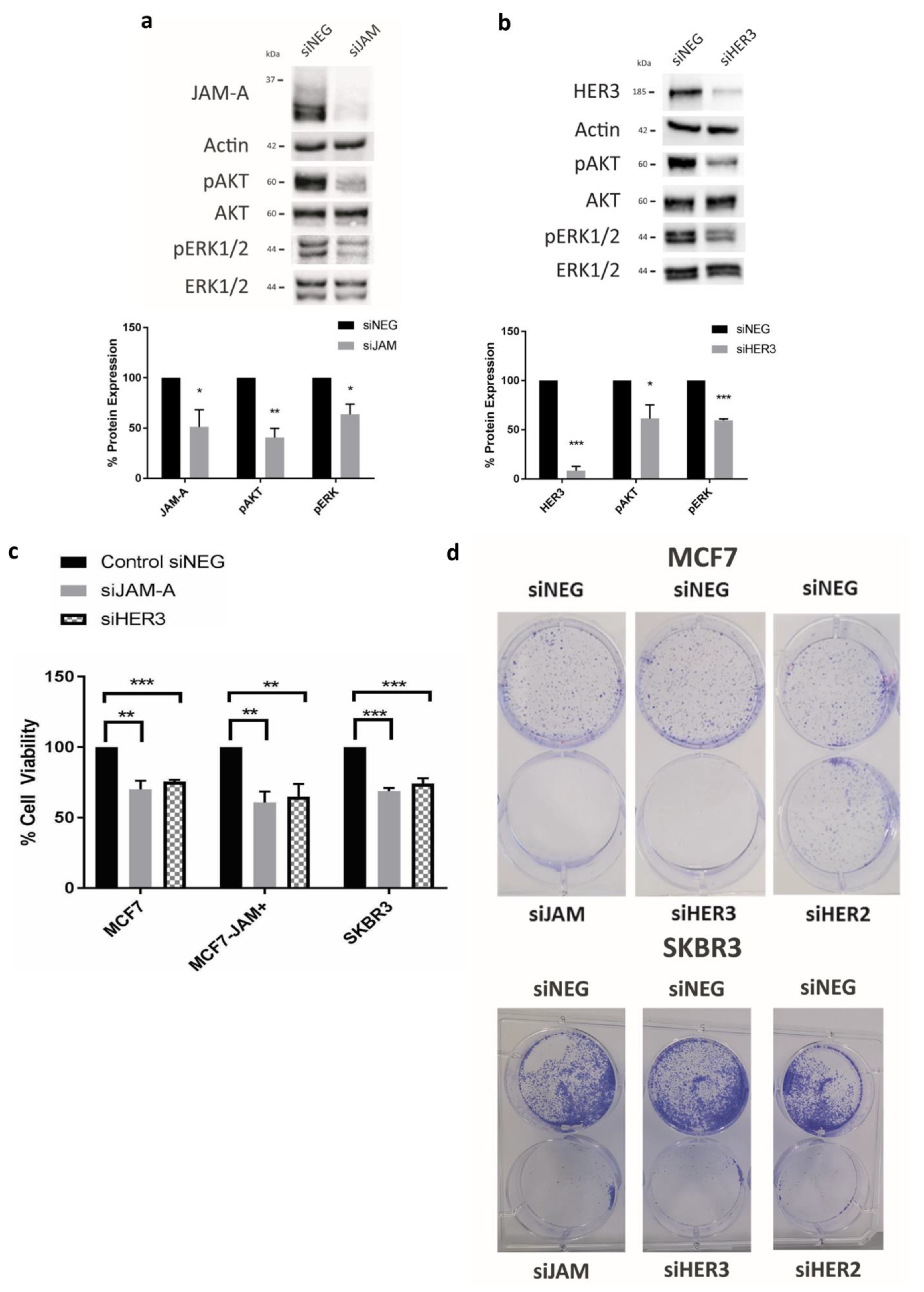 Cancers 13 00871 g002