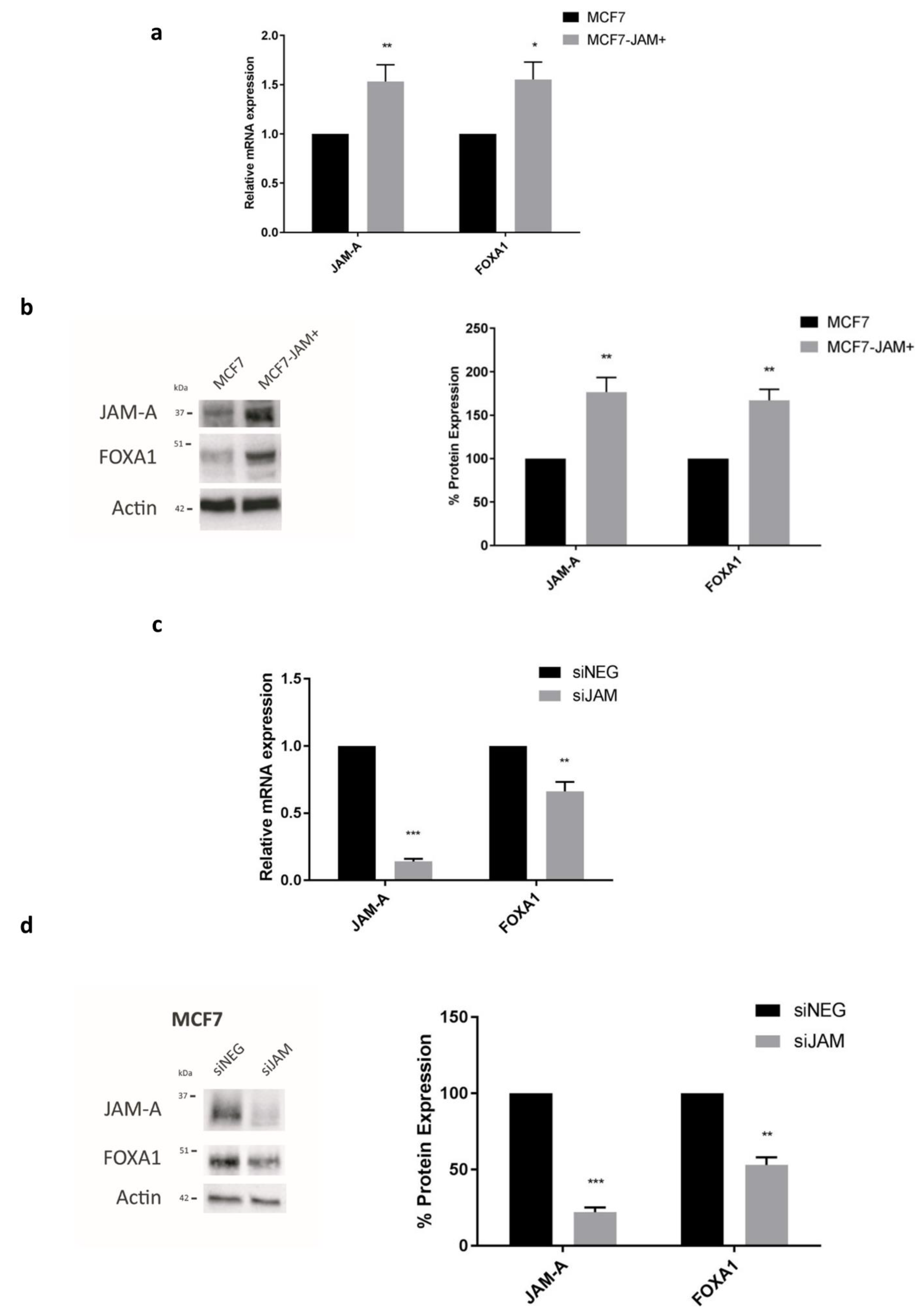 Cancers 13 00871 g003