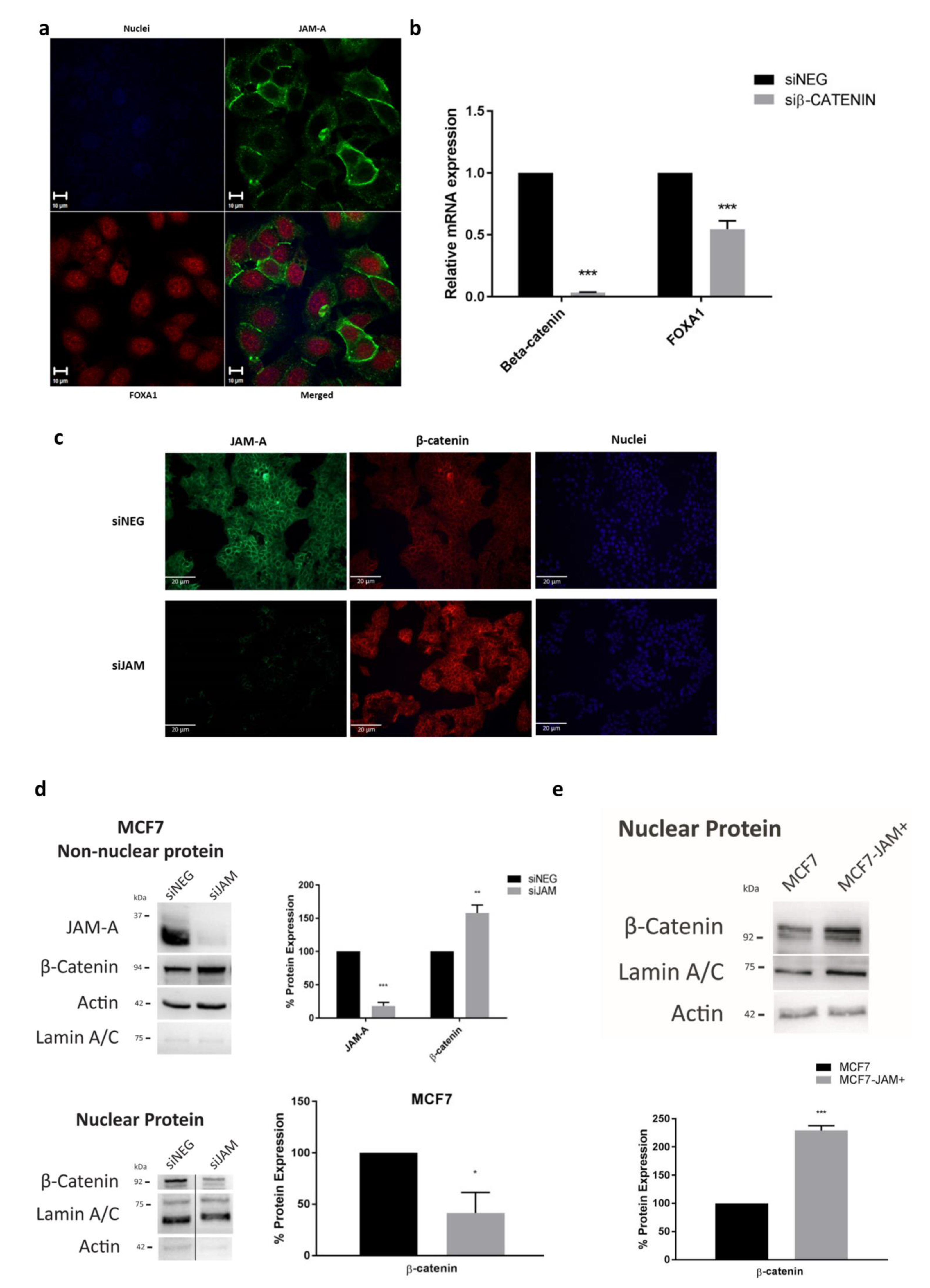 Cancers 13 00871 g005