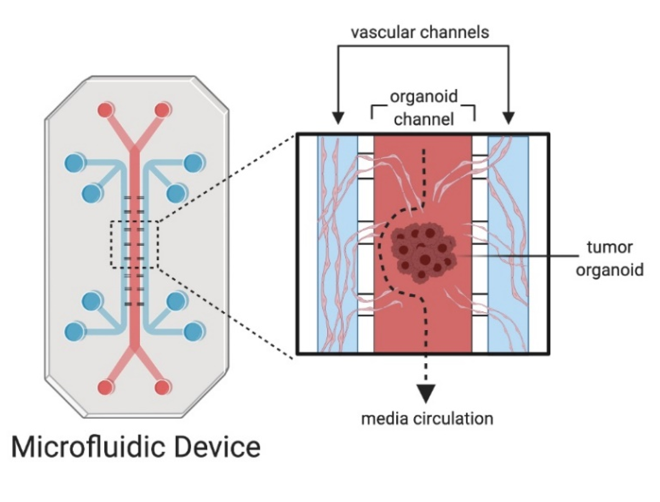 Cancers 13 00874 g002 Cancers 13 00874 g002