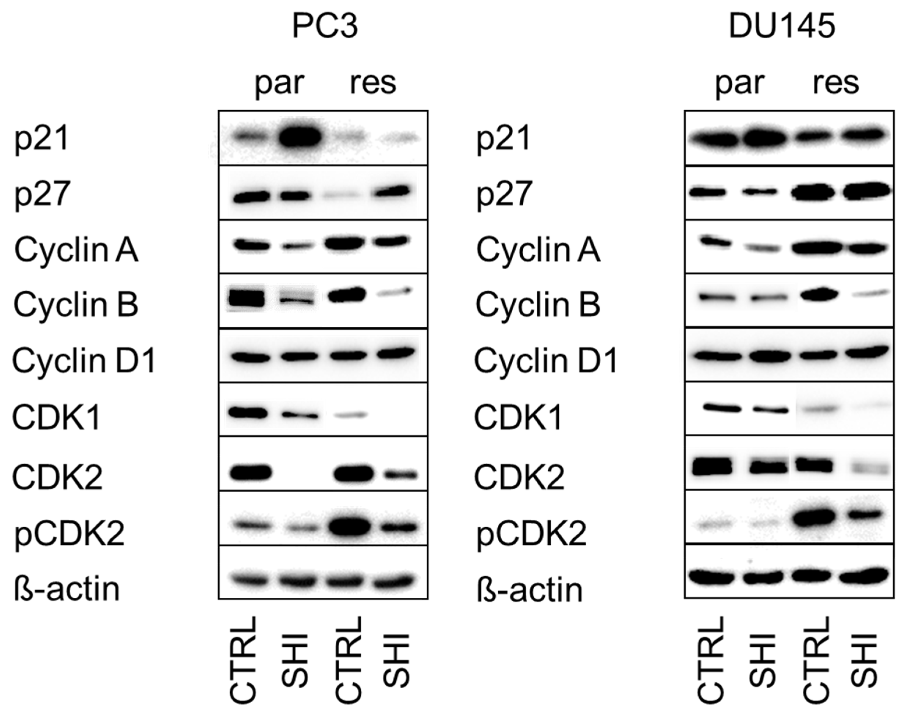 Cancers 13 00882 g004