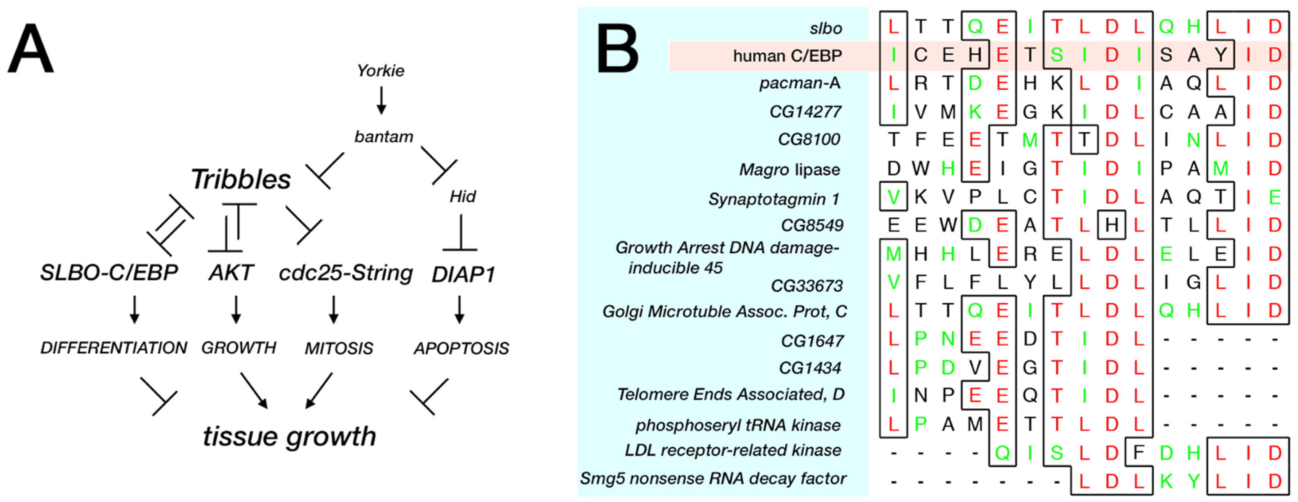Cancers 13 00883 g003