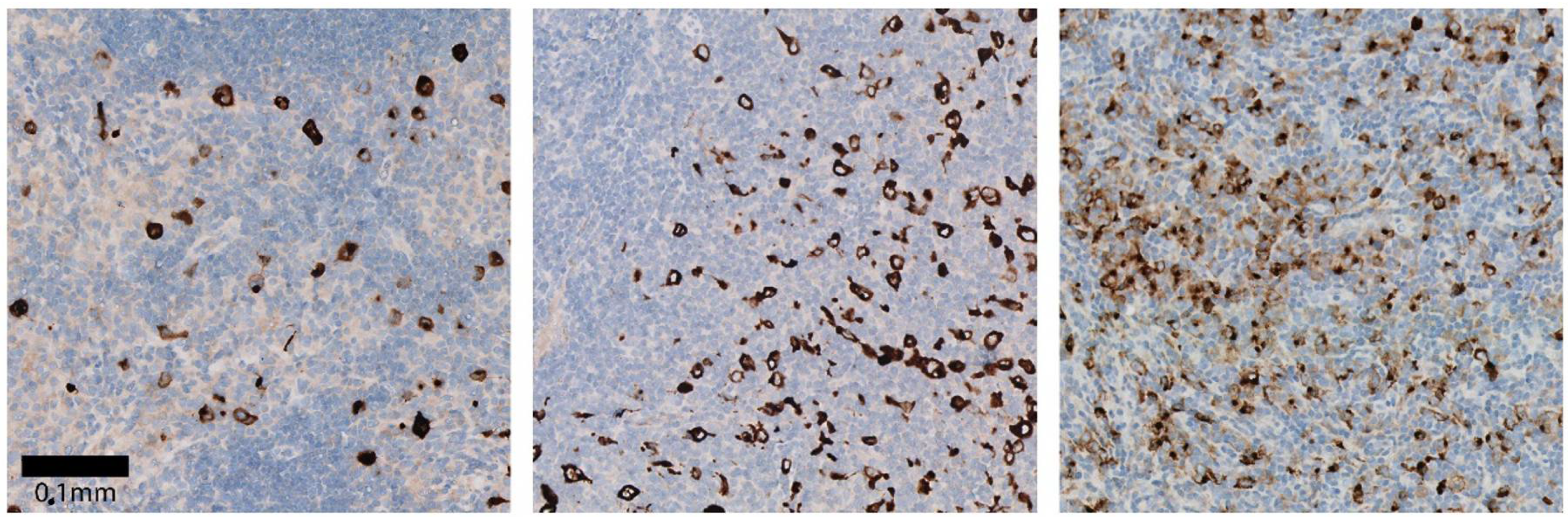 Cancers 13 00884 g003 Cancers 13 00884 g003