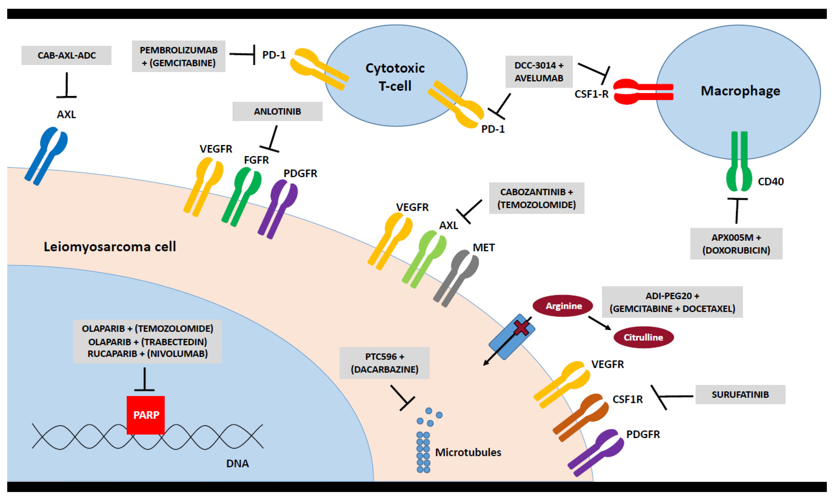 Cancers 13 00886 g001