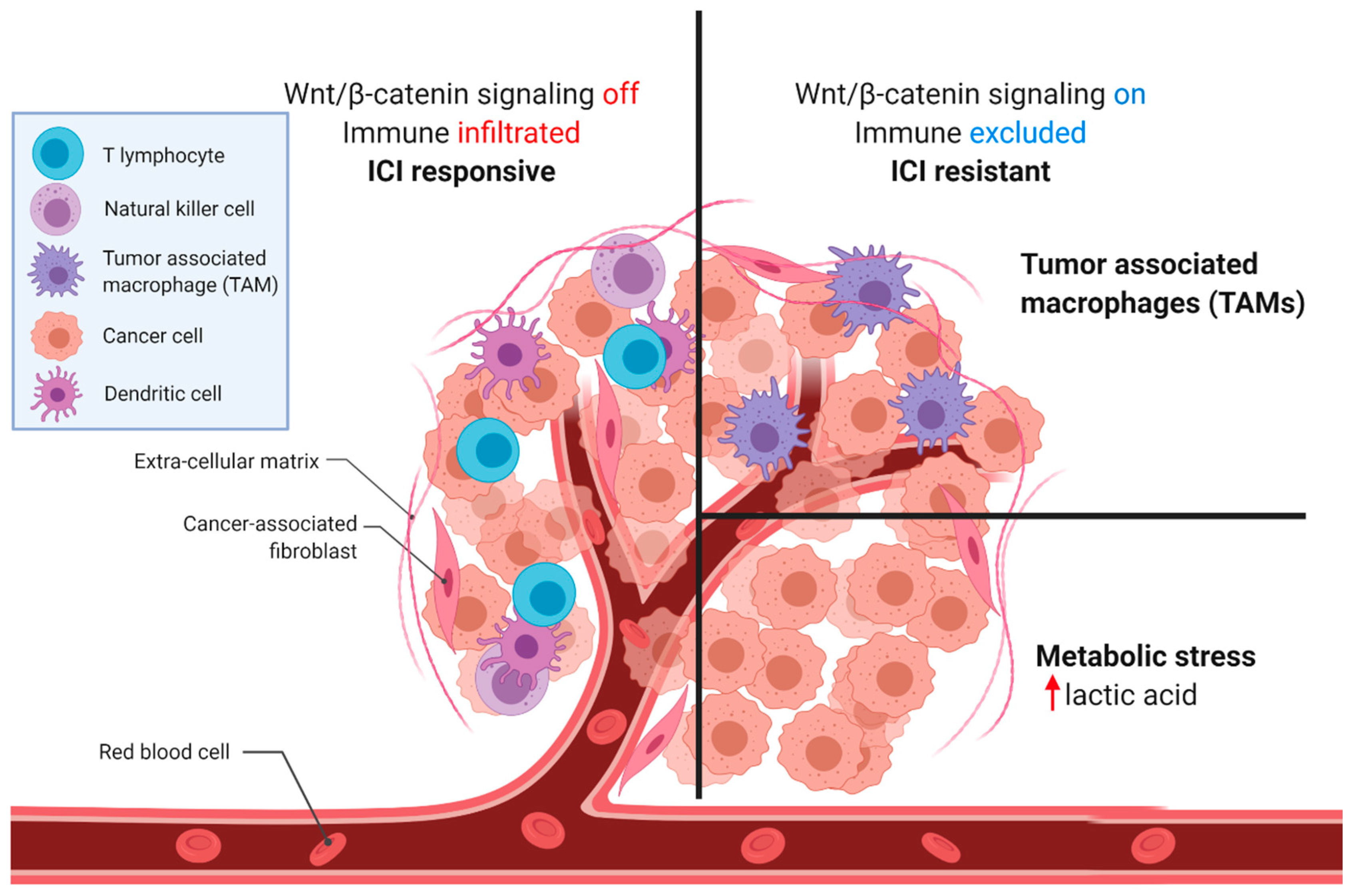 Cancers 13 00889 g003 Cancers 13 00889 g003