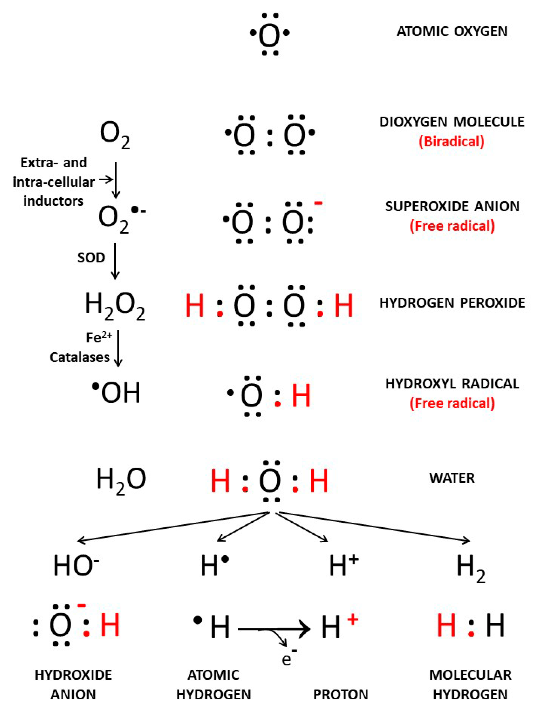 Cancers 13 00893 g001