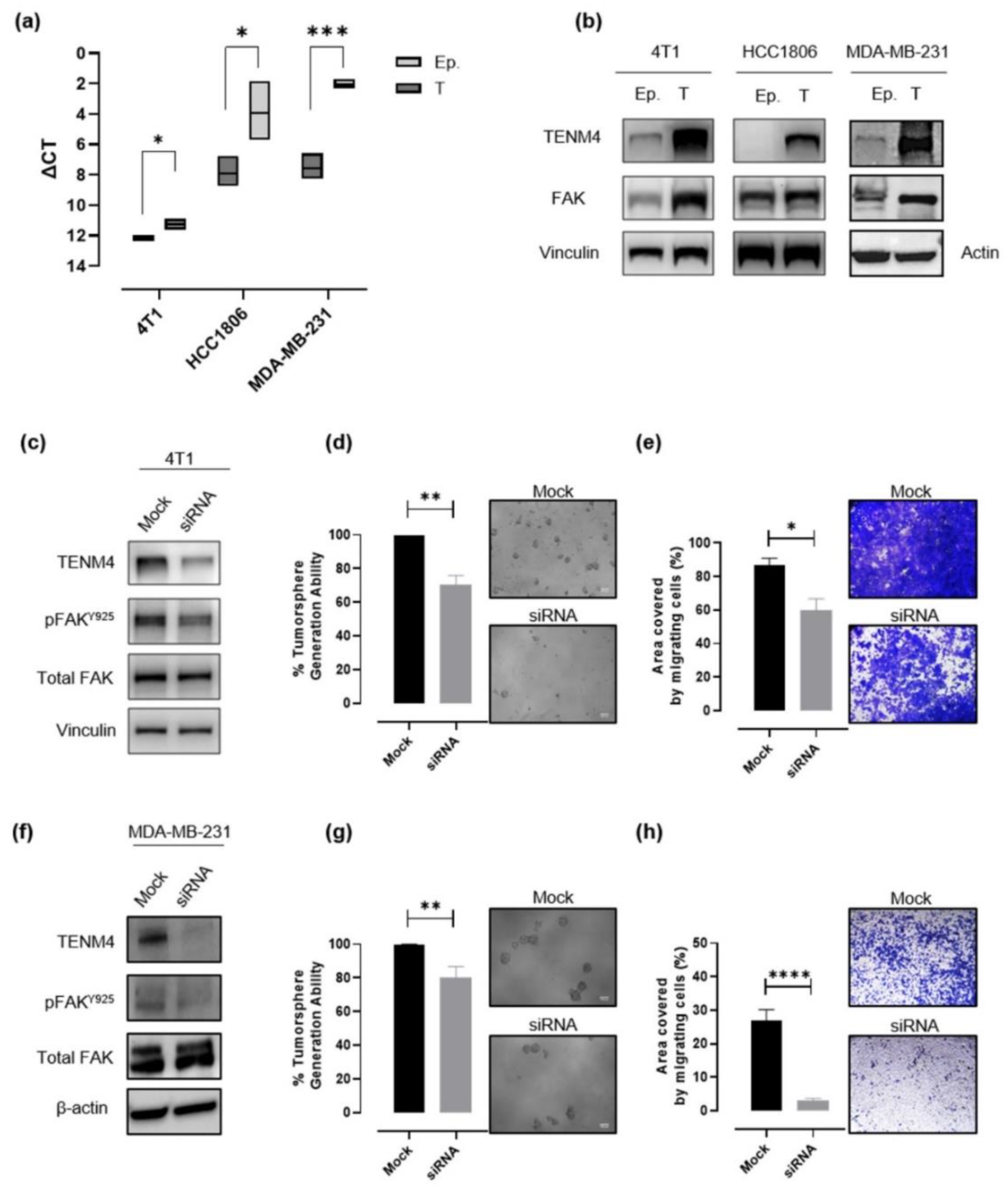 Cancers 13 00894 g004